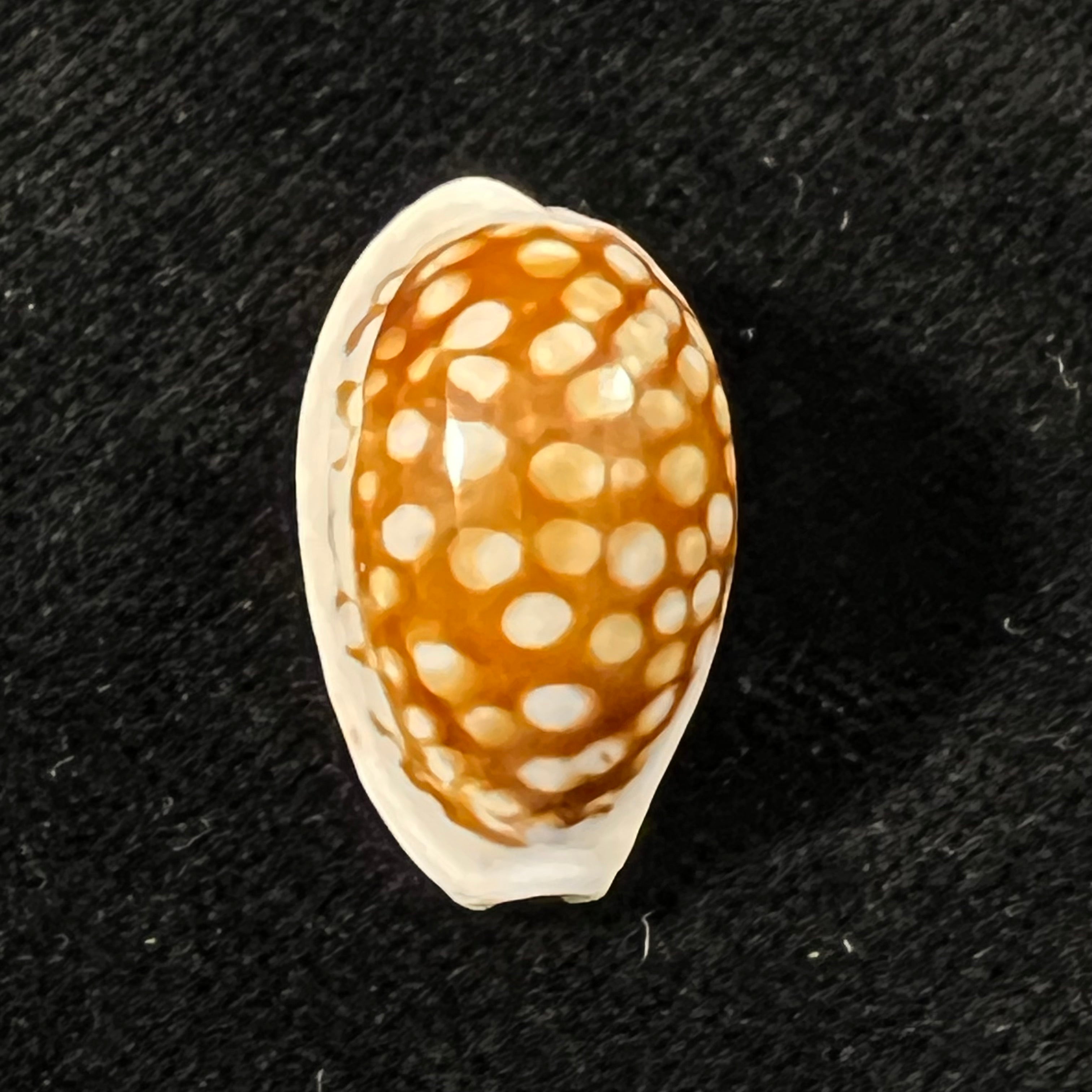 Cribrarula francescoi Lorenz, 2002 - 22,3mm