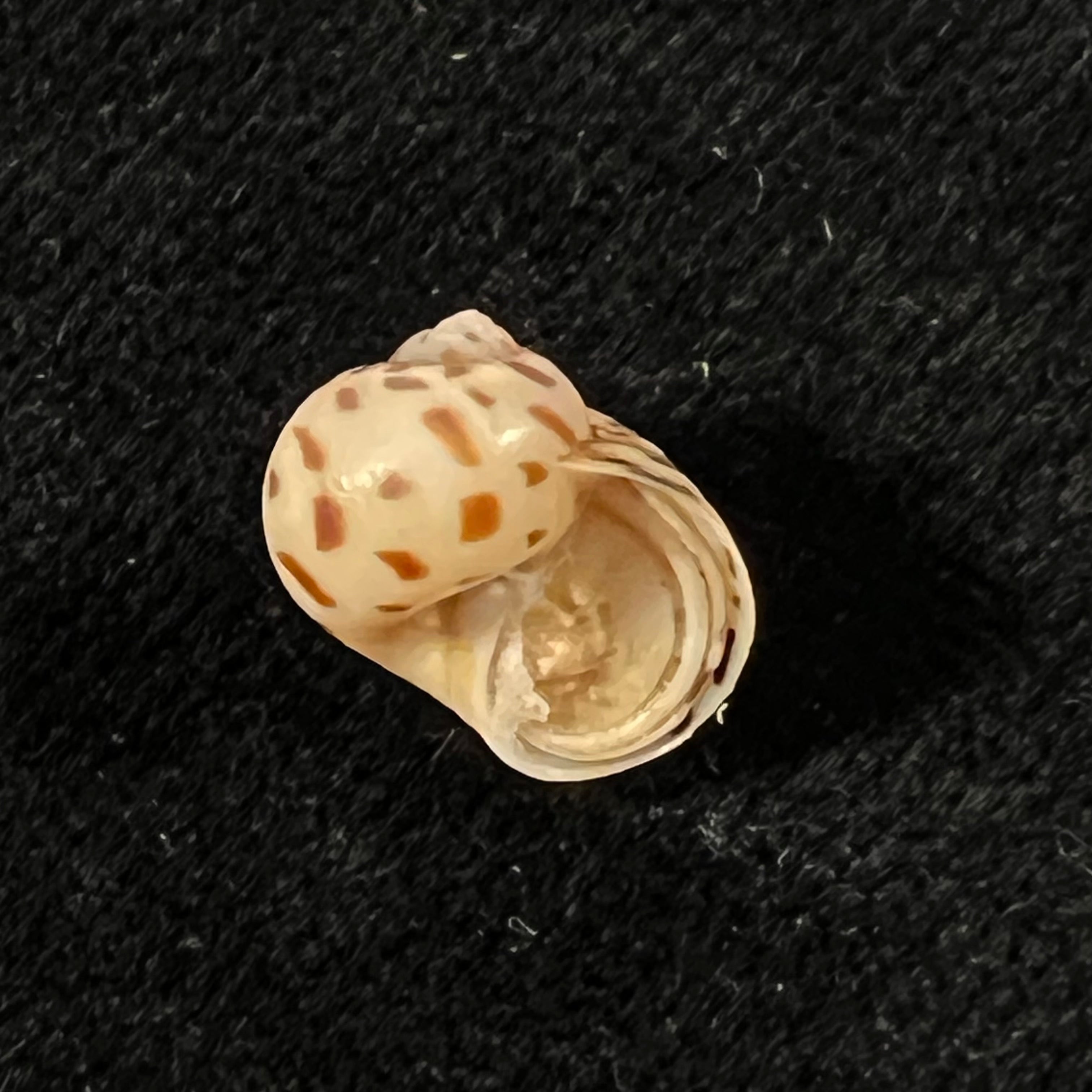 Tanea hilaris (G. B. Sowerby III, 1914) - 12,2mm