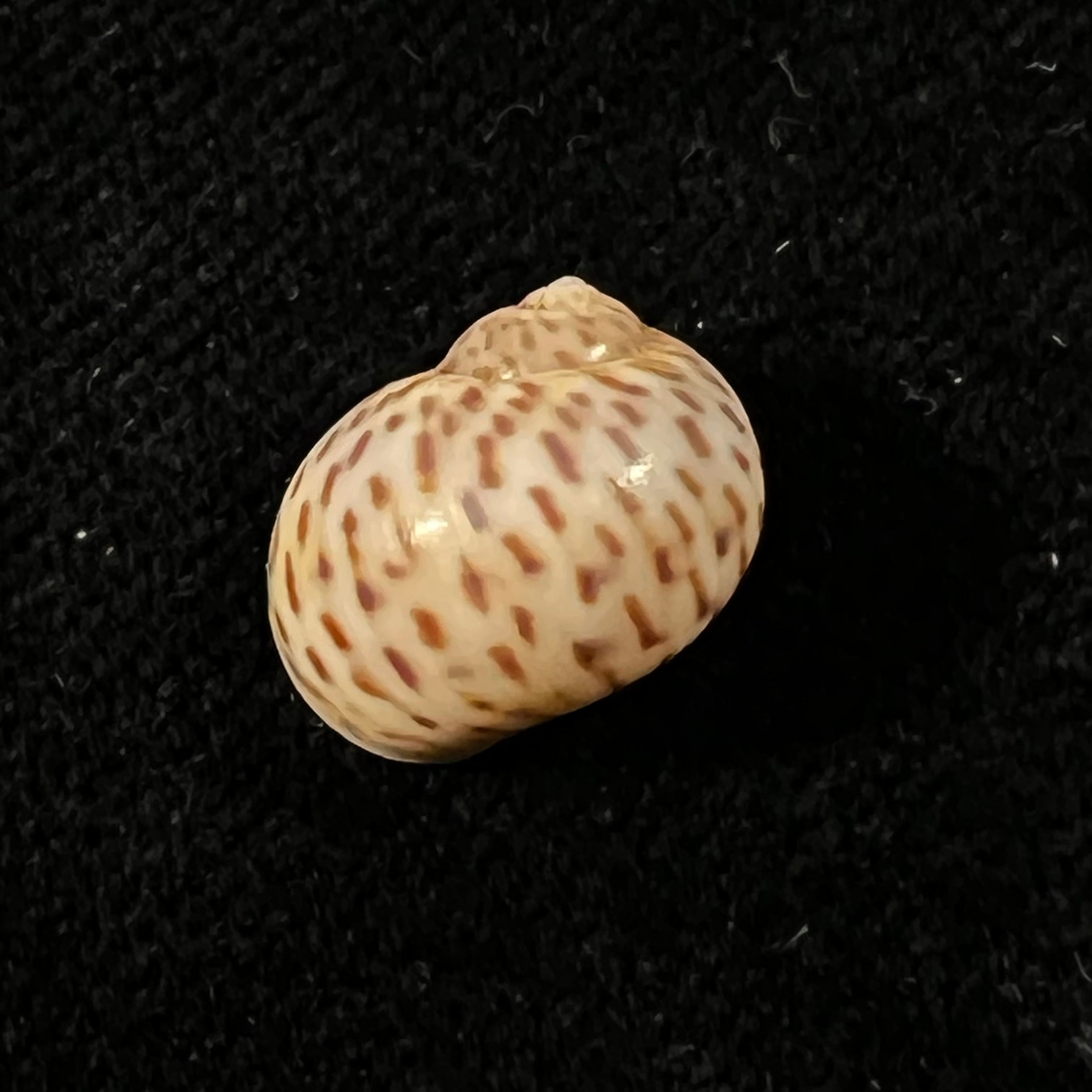 Tanea hilaris (G. B. Sowerby III, 1914) - 12,9mm