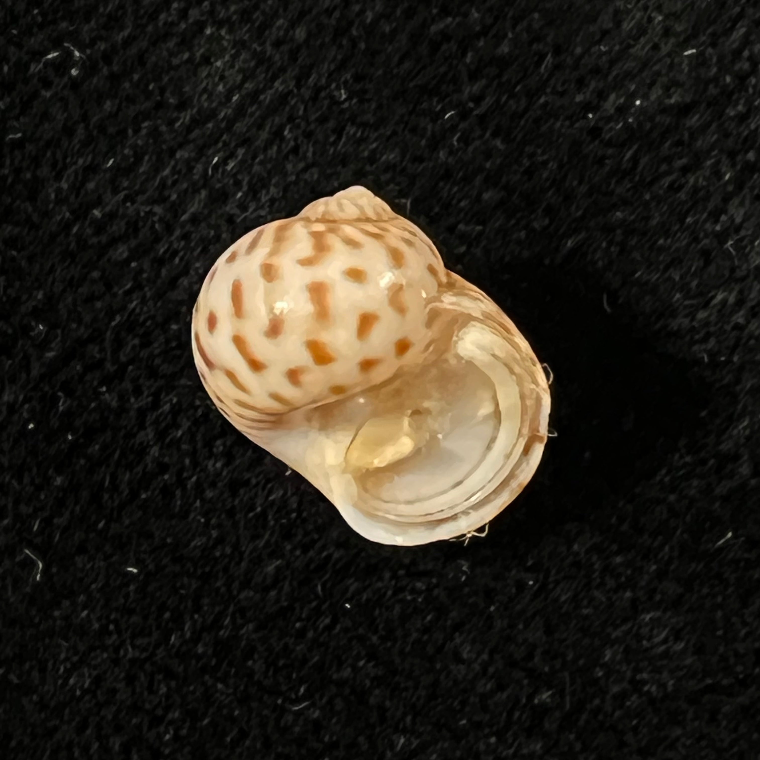 Tanea hilaris (G. B. Sowerby III, 1914) - 12,9mm