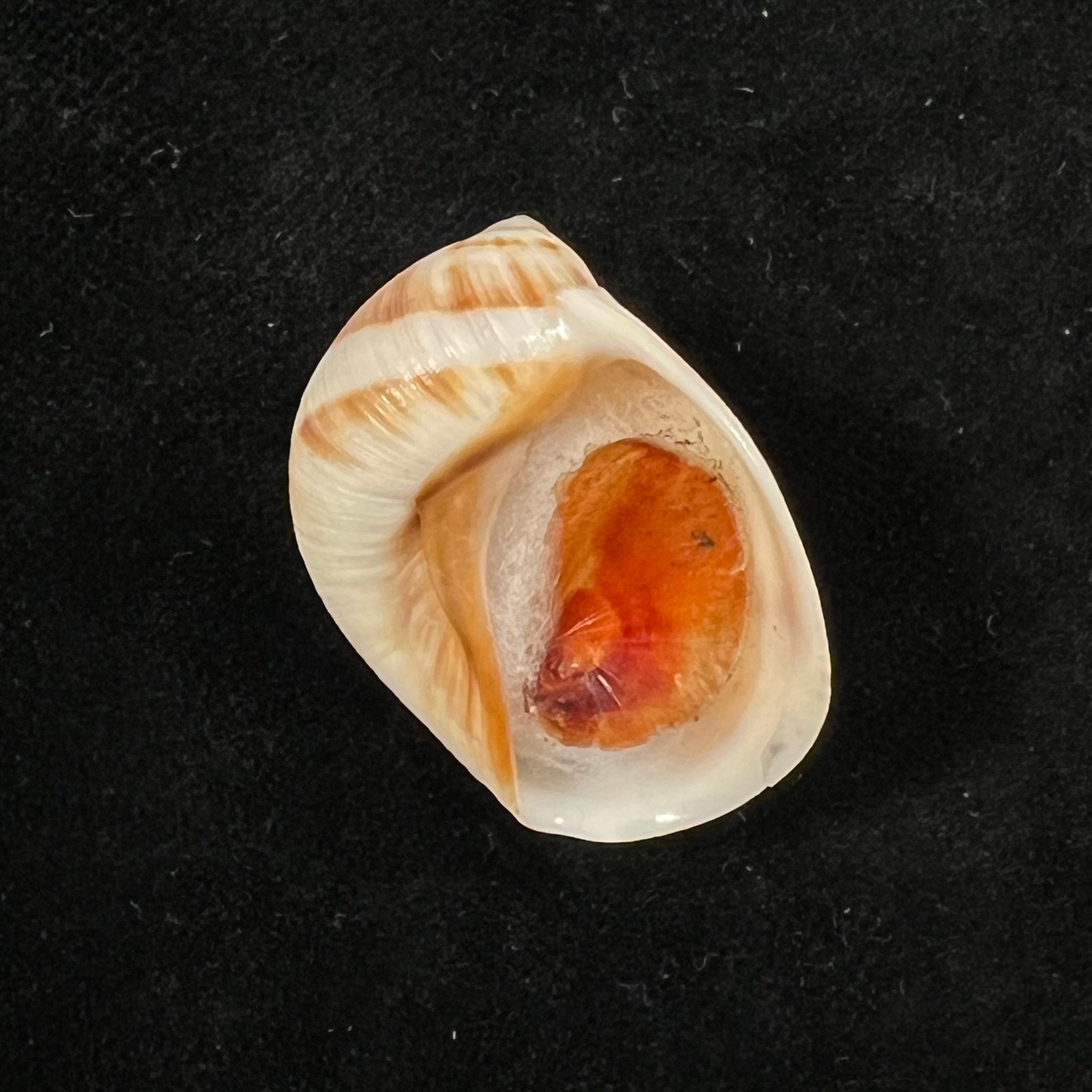 Mammilla fibrosa (J. E. Gray, 1850) - 28,8mm