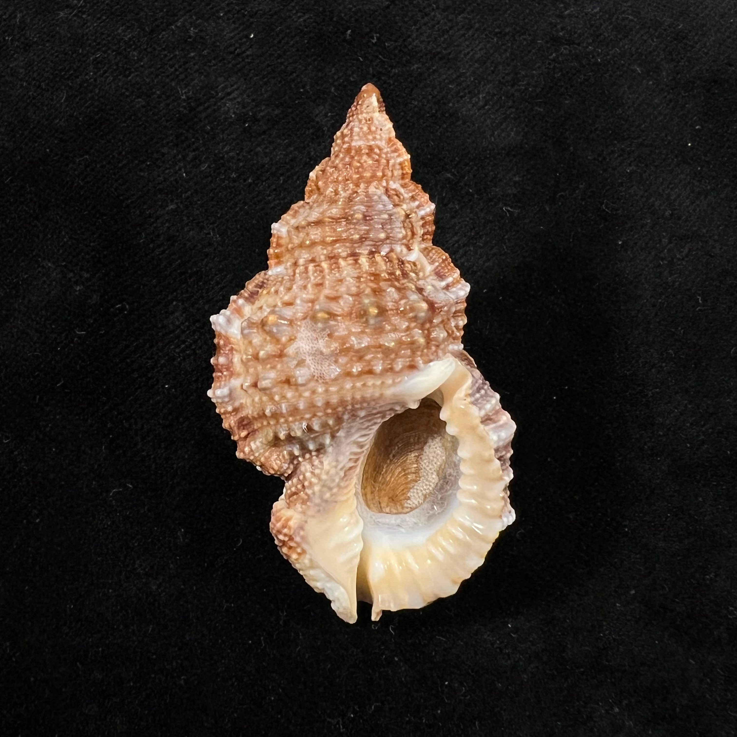 Dulcerana granularis (Röding, 1798) - 49,5mm