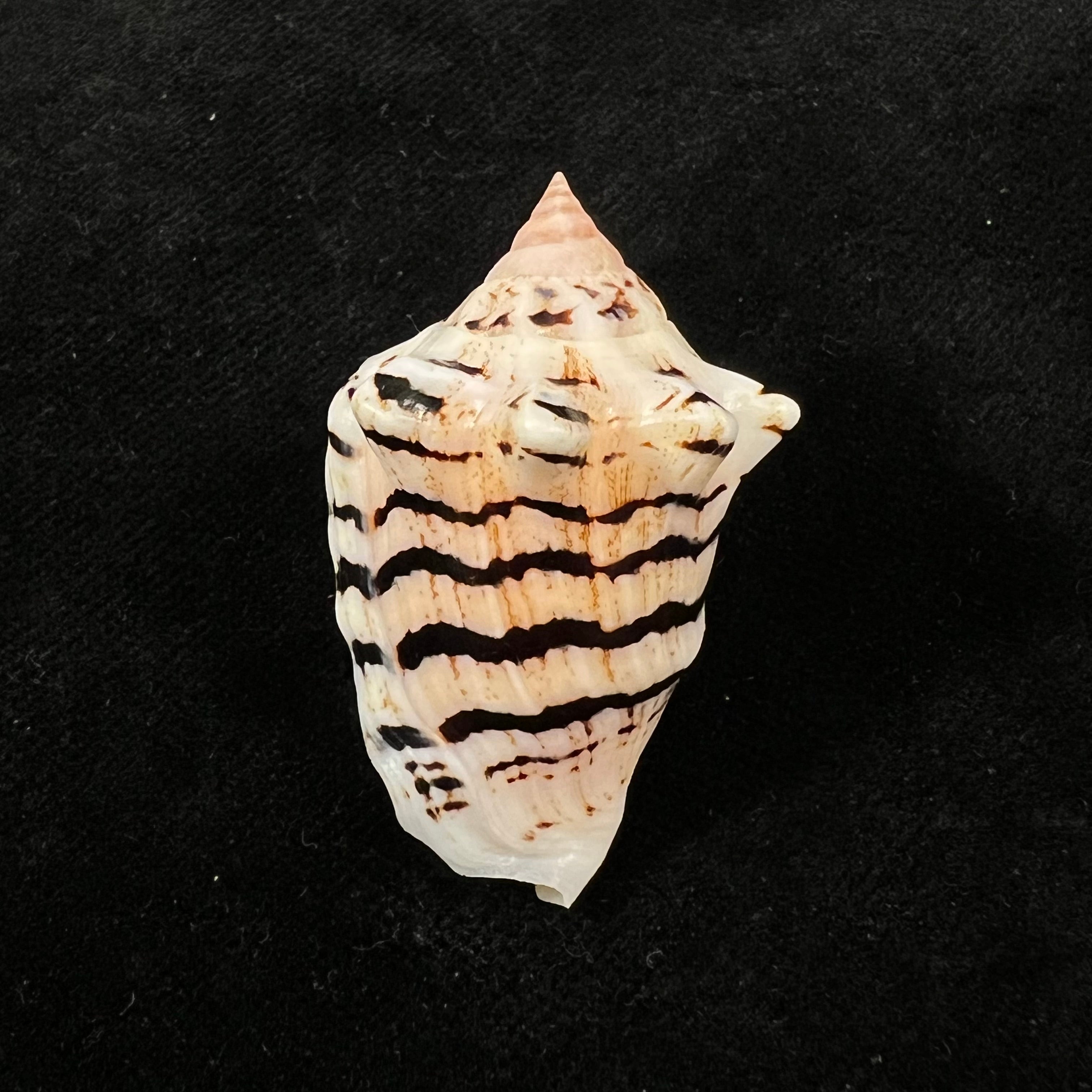 Conomurex fasciatus elegans Romagna-Manoja, E., 1973 - 39,1mm