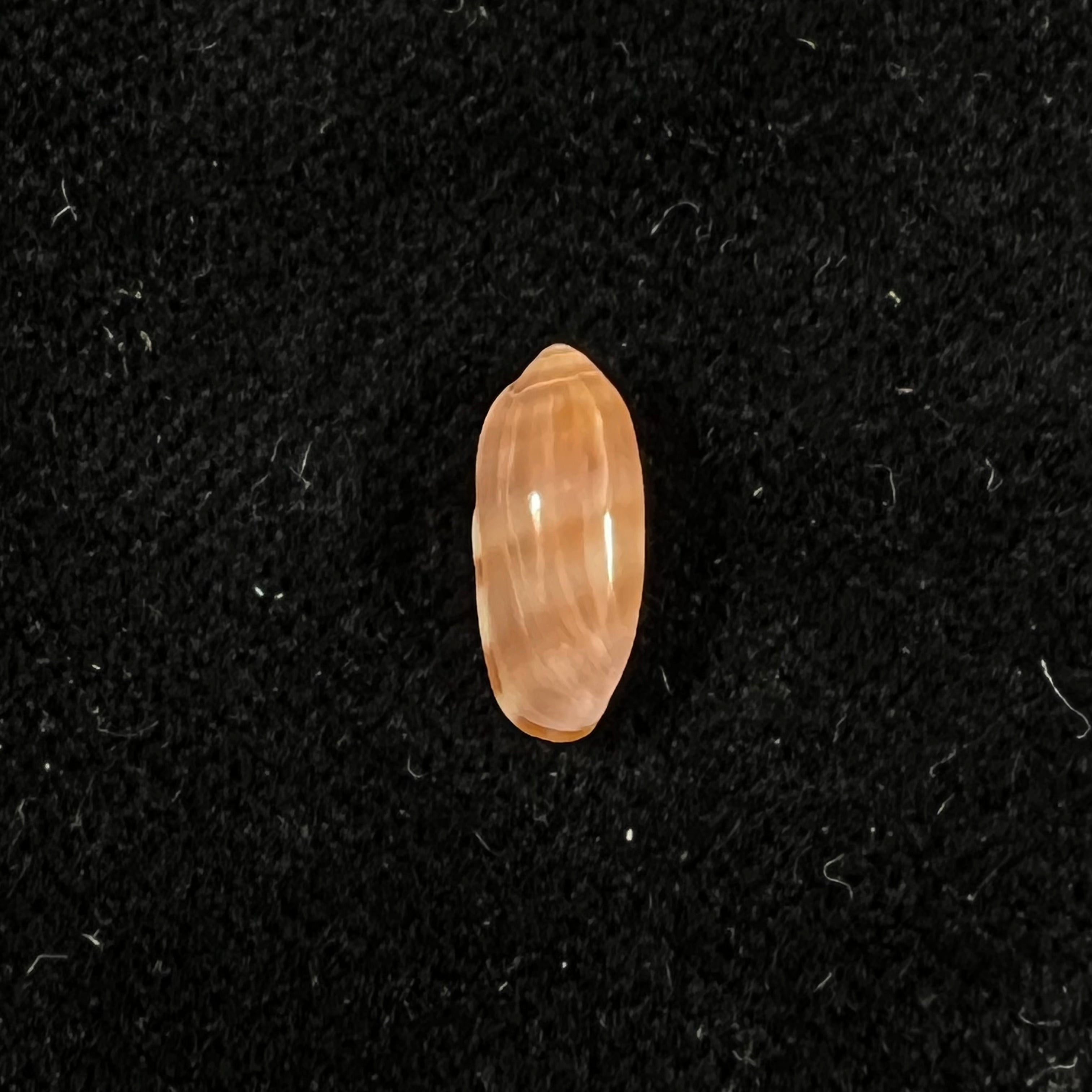 Volvarina arabica F. Boyer, 2015 - 11,7mm