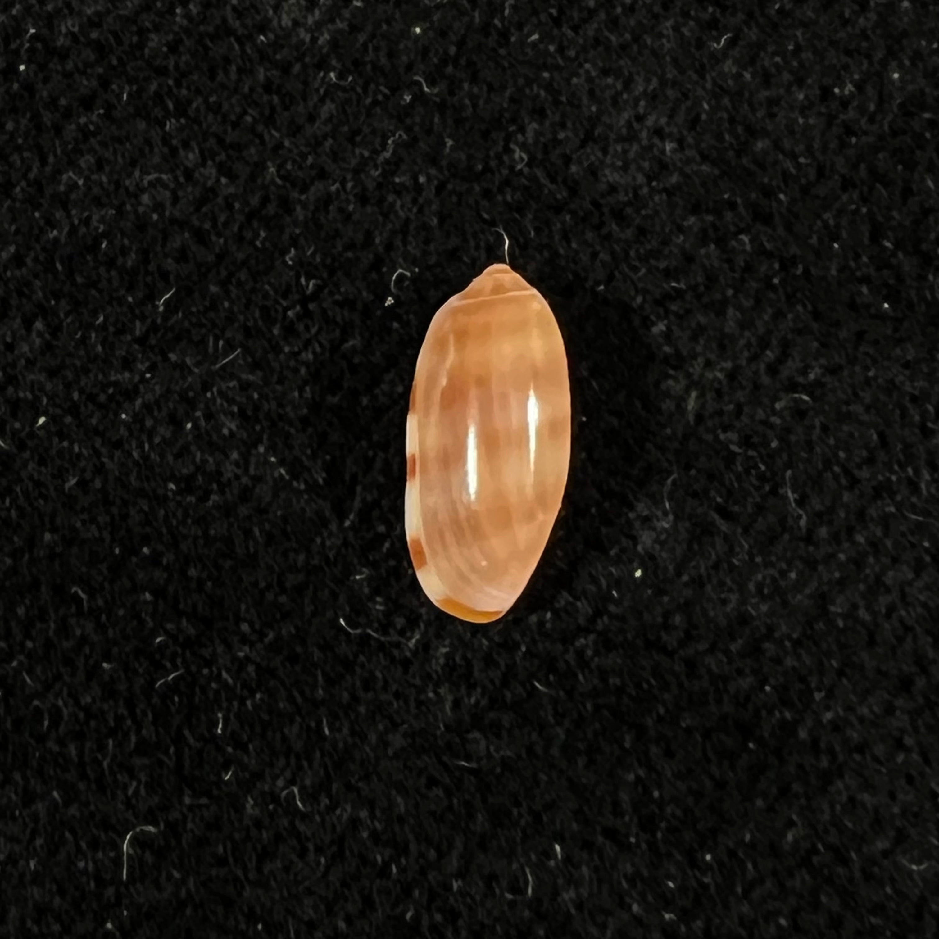 Volvarina arabica F. Boyer, 2015 - 11,2mm