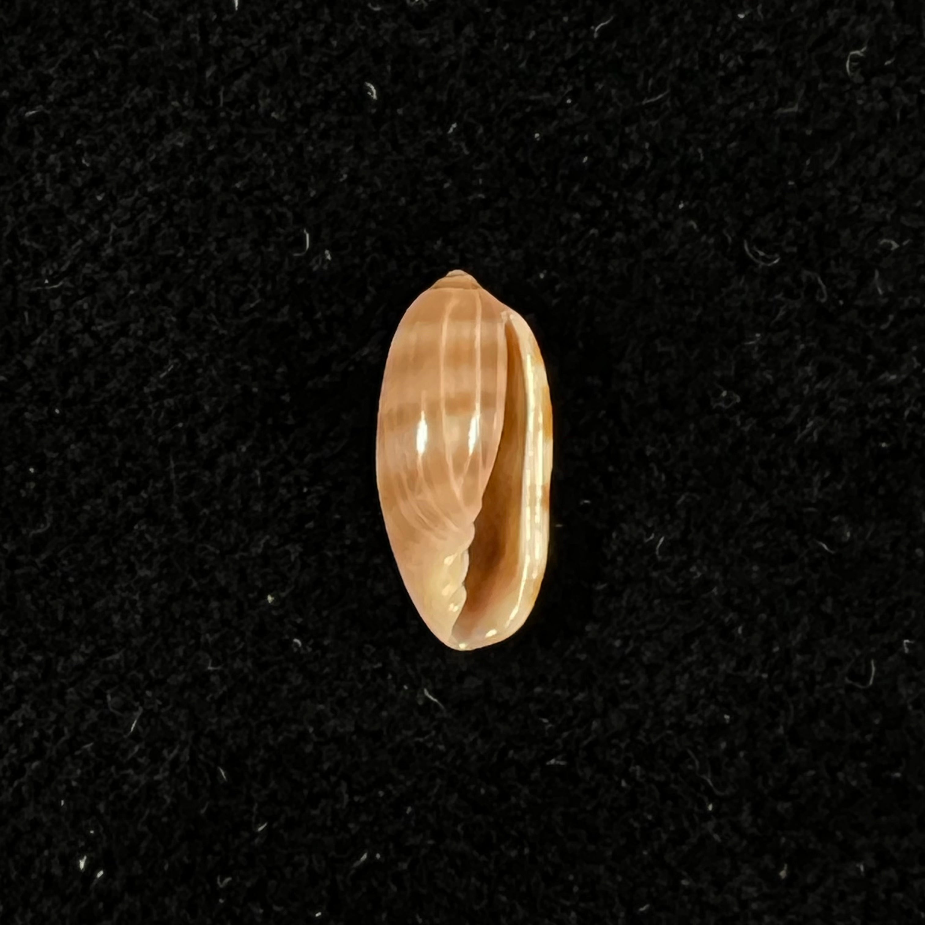 Volvarina arabica F. Boyer, 2015 - 11,2mm