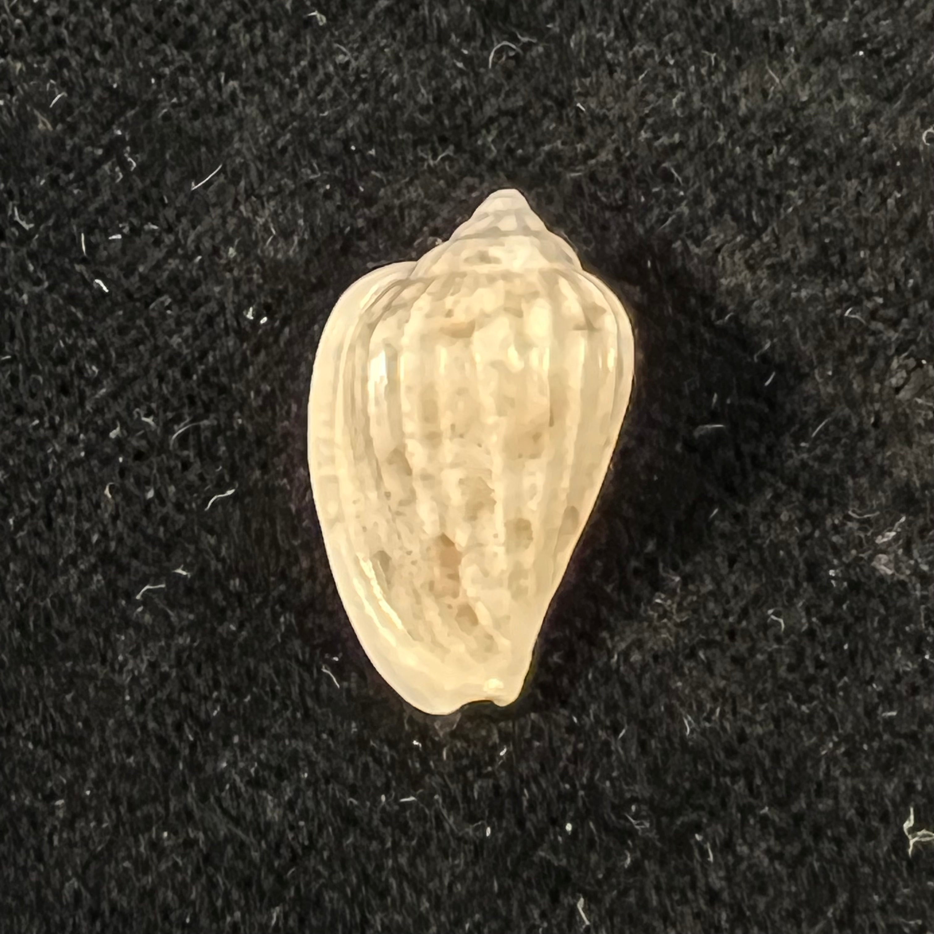 Glabella mozambicana Boyer, 2014 - 20,1mm