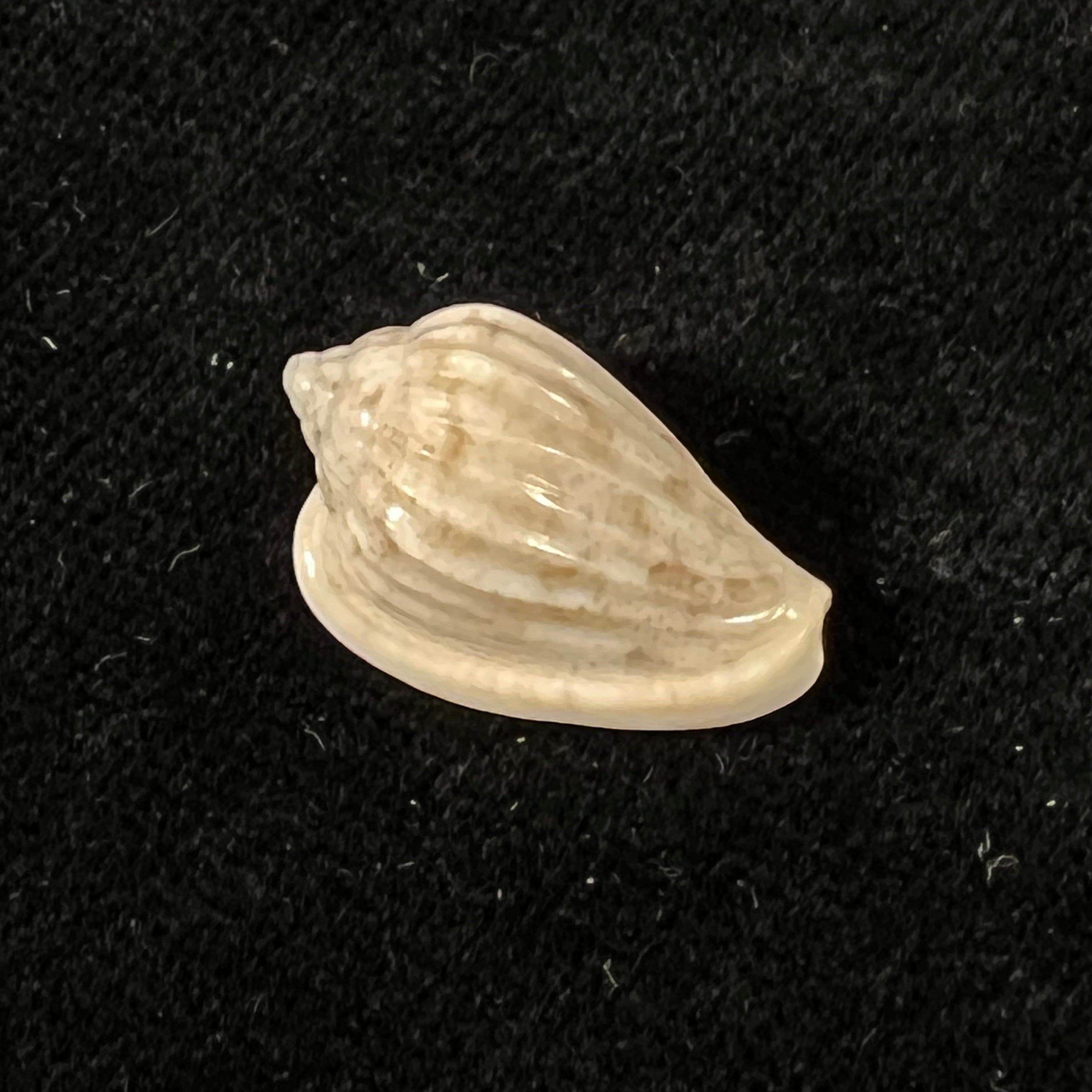 Glabella mozambicana Boyer, 2014 - 20,1mm