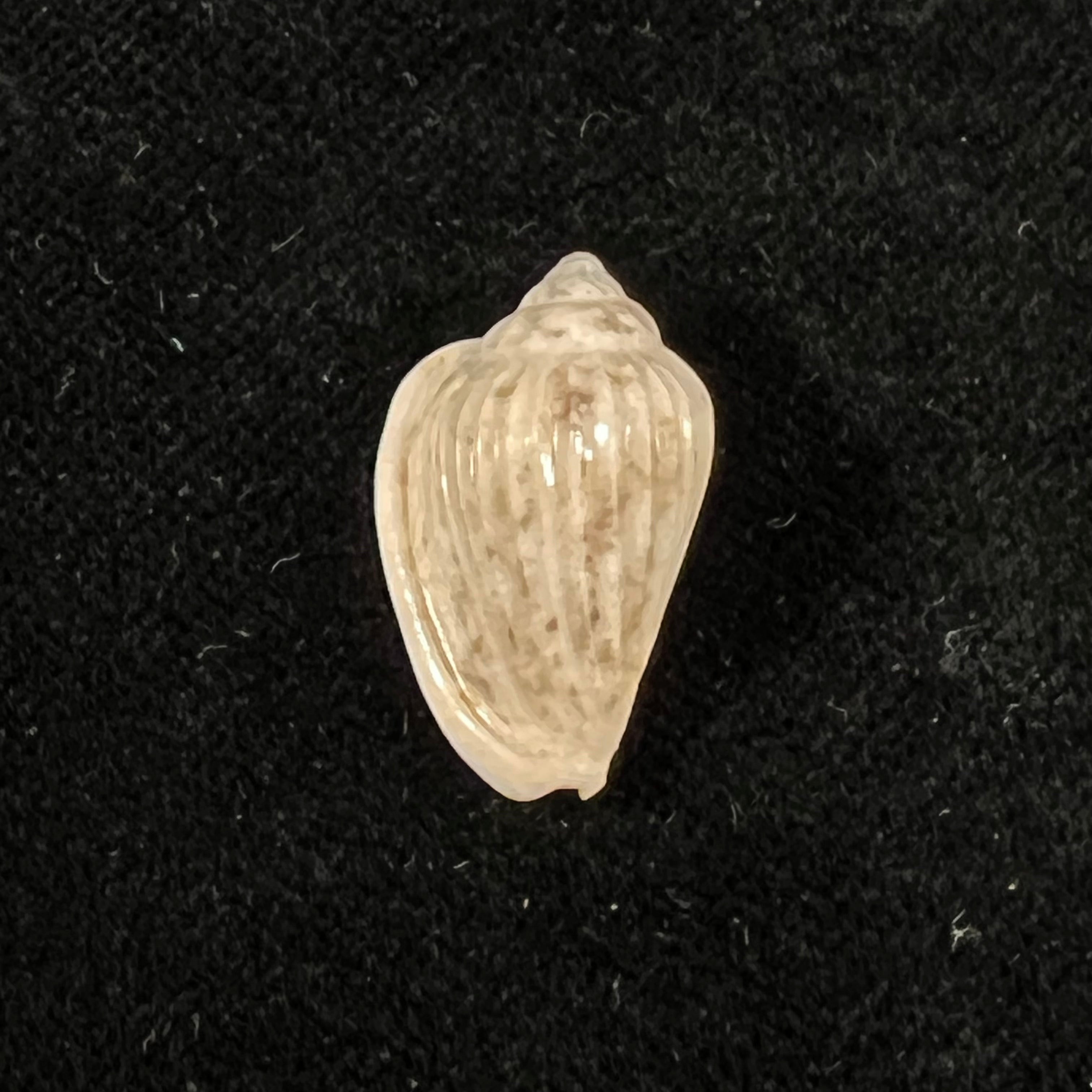 Glabella mozambicana Boyer, 2014 - 21mm