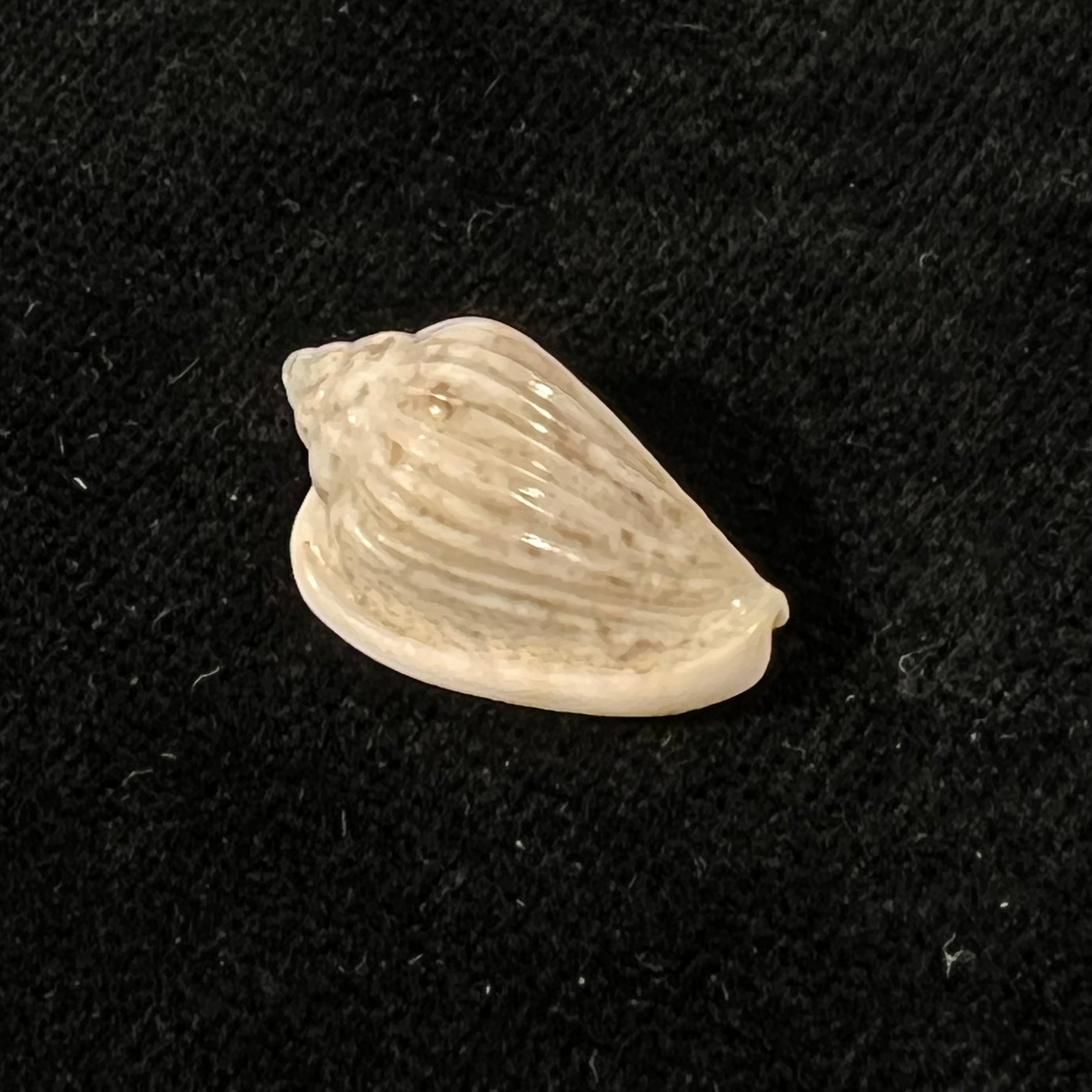 Glabella mozambicana Boyer, 2014 - 21mm