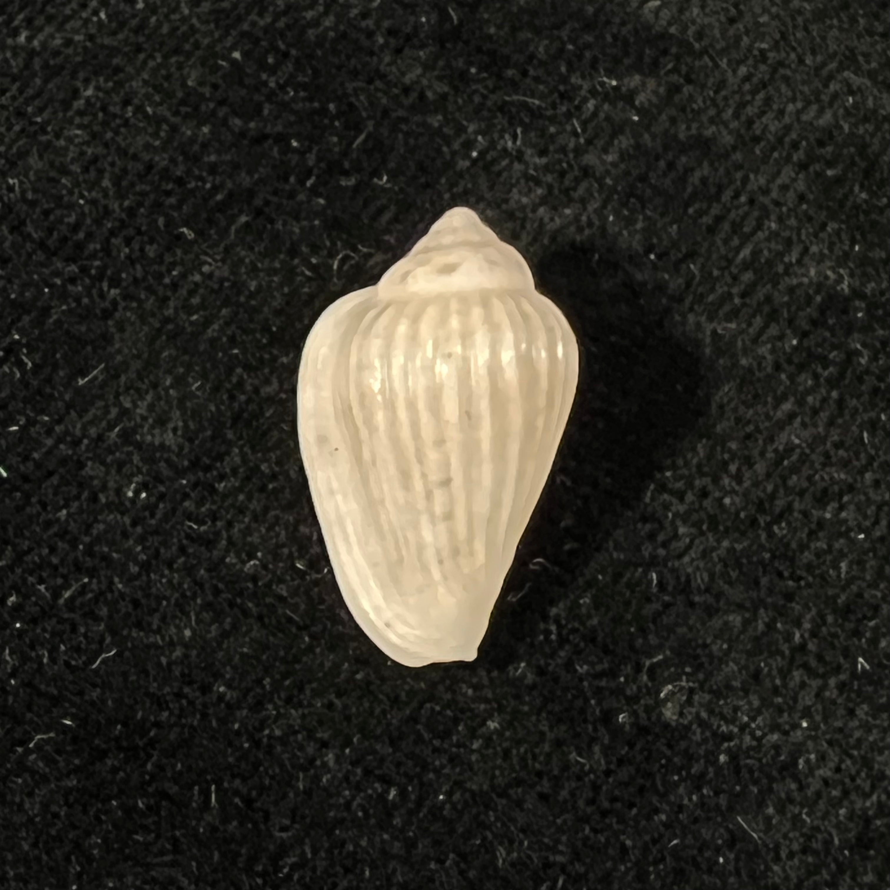 Glabella mozambicana Boyer, 2014 - 21,3mm