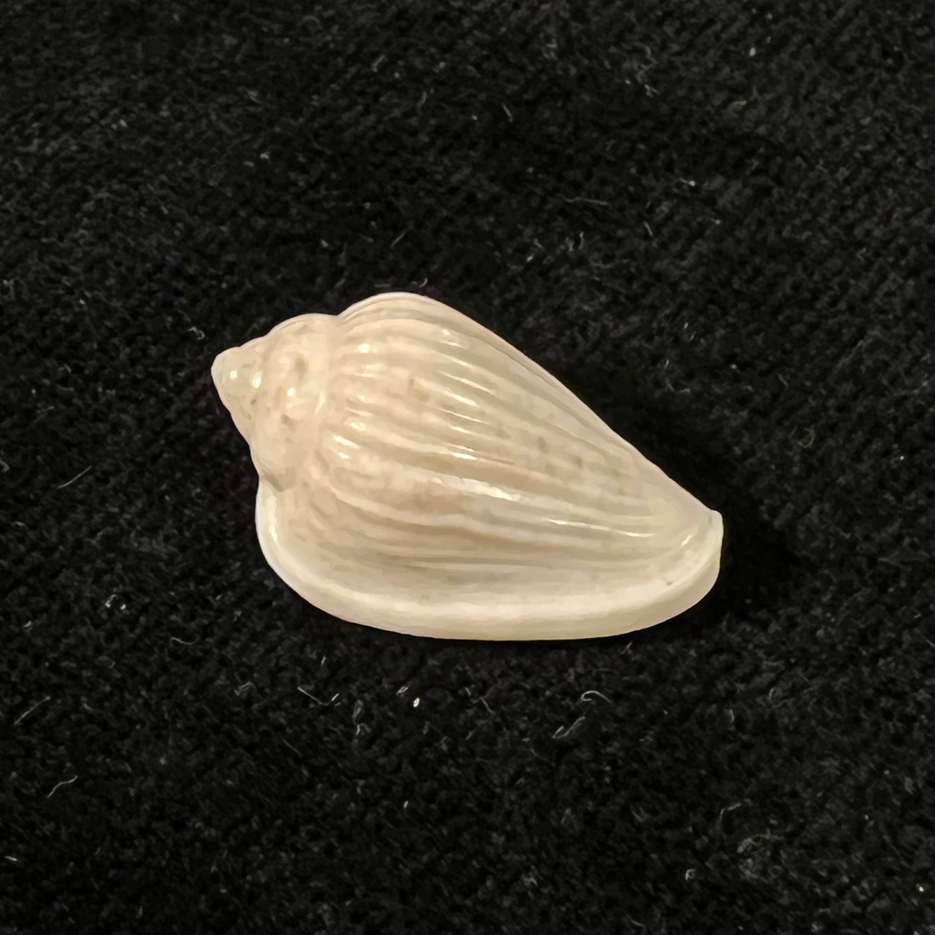 Glabella mozambicana Boyer, 2014 - 21,3mm