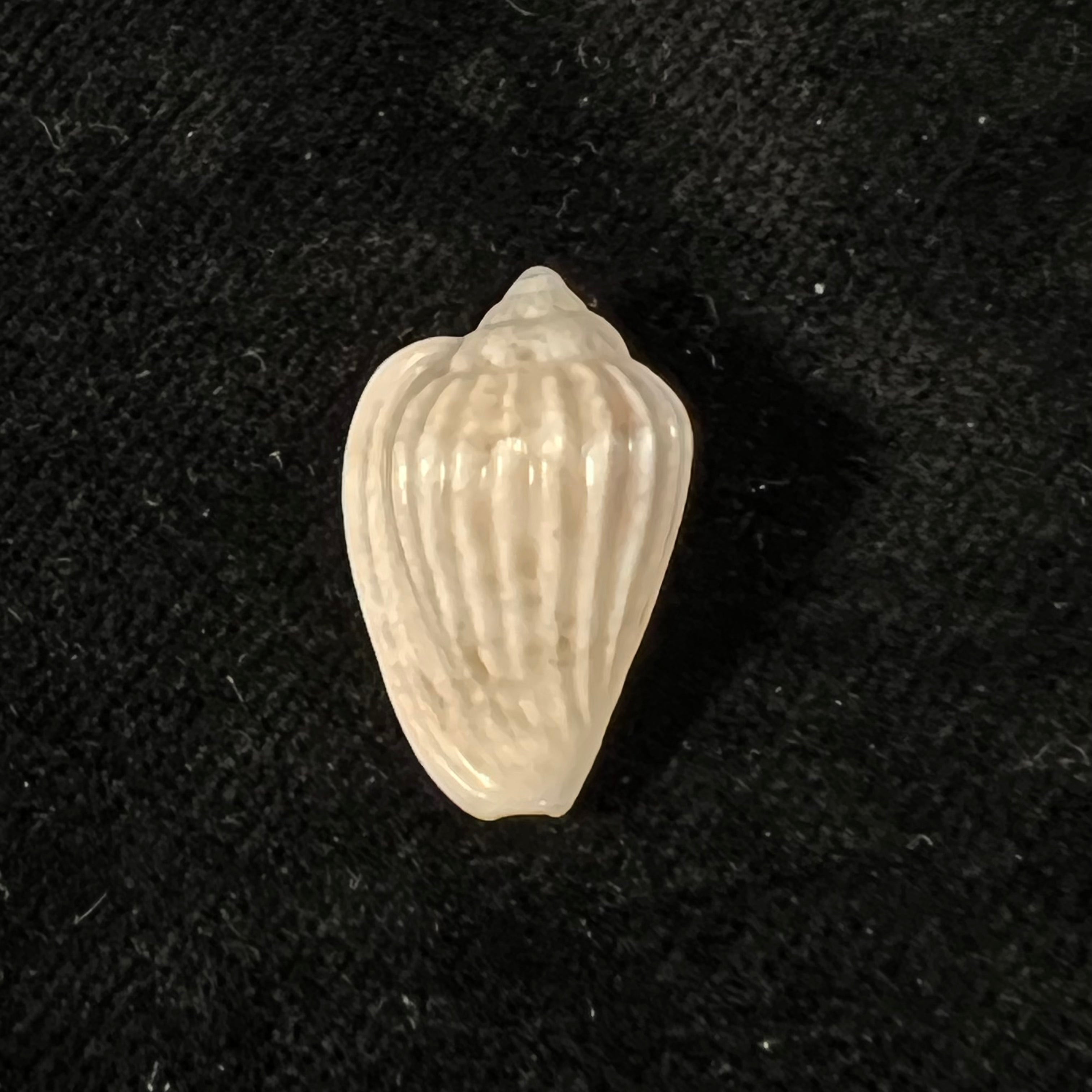 Glabella mozambicana Boyer, 2014 - 20,3mm