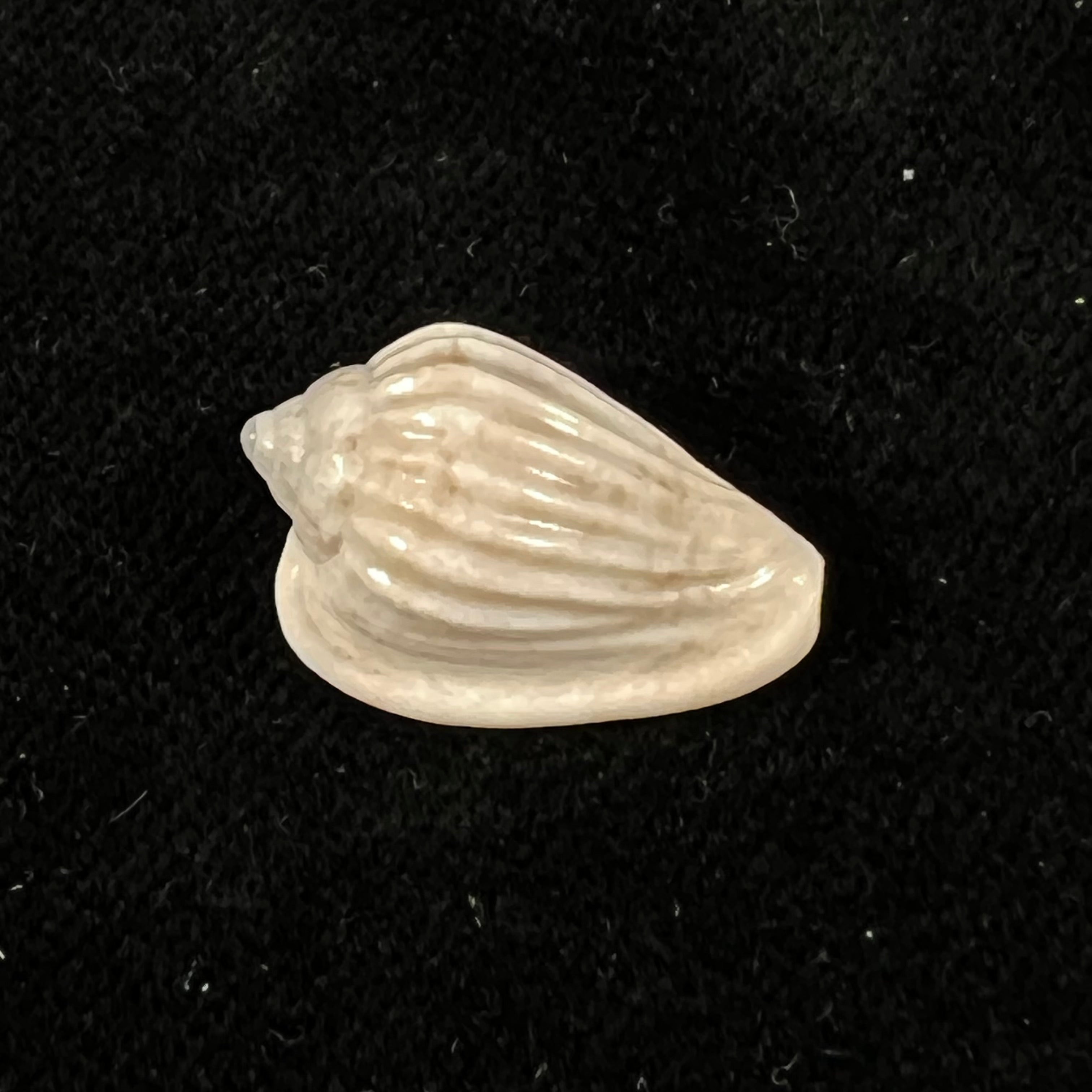 Glabella mozambicana Boyer, 2014 - 20,3mm