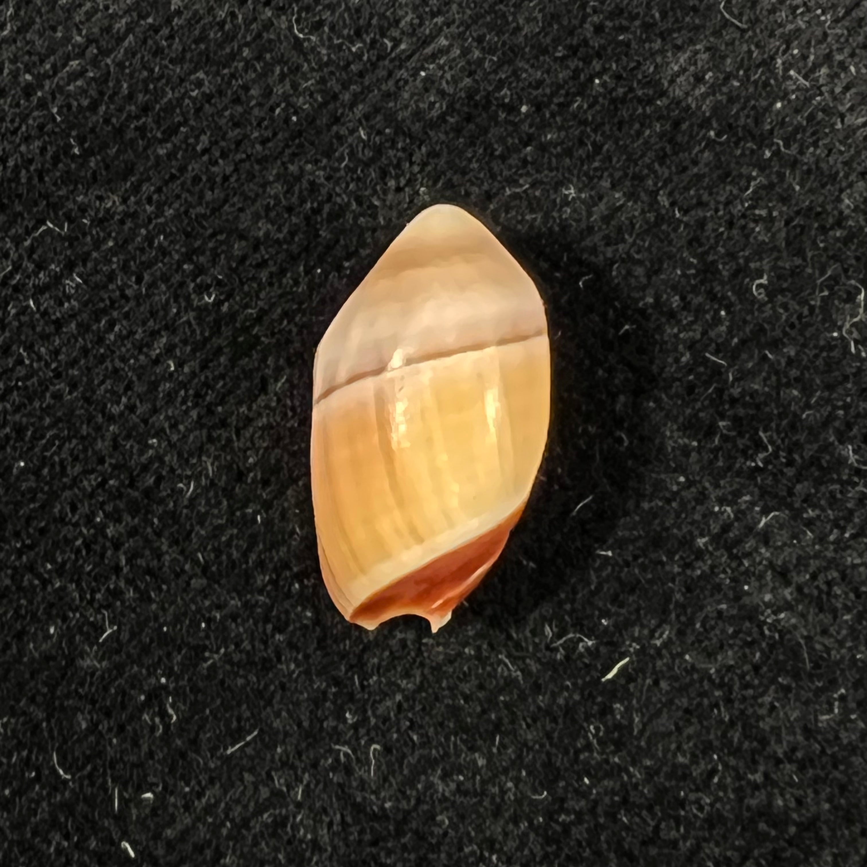 Amalda degalleaniae T. Cossignani, 2018 - 18,5mm