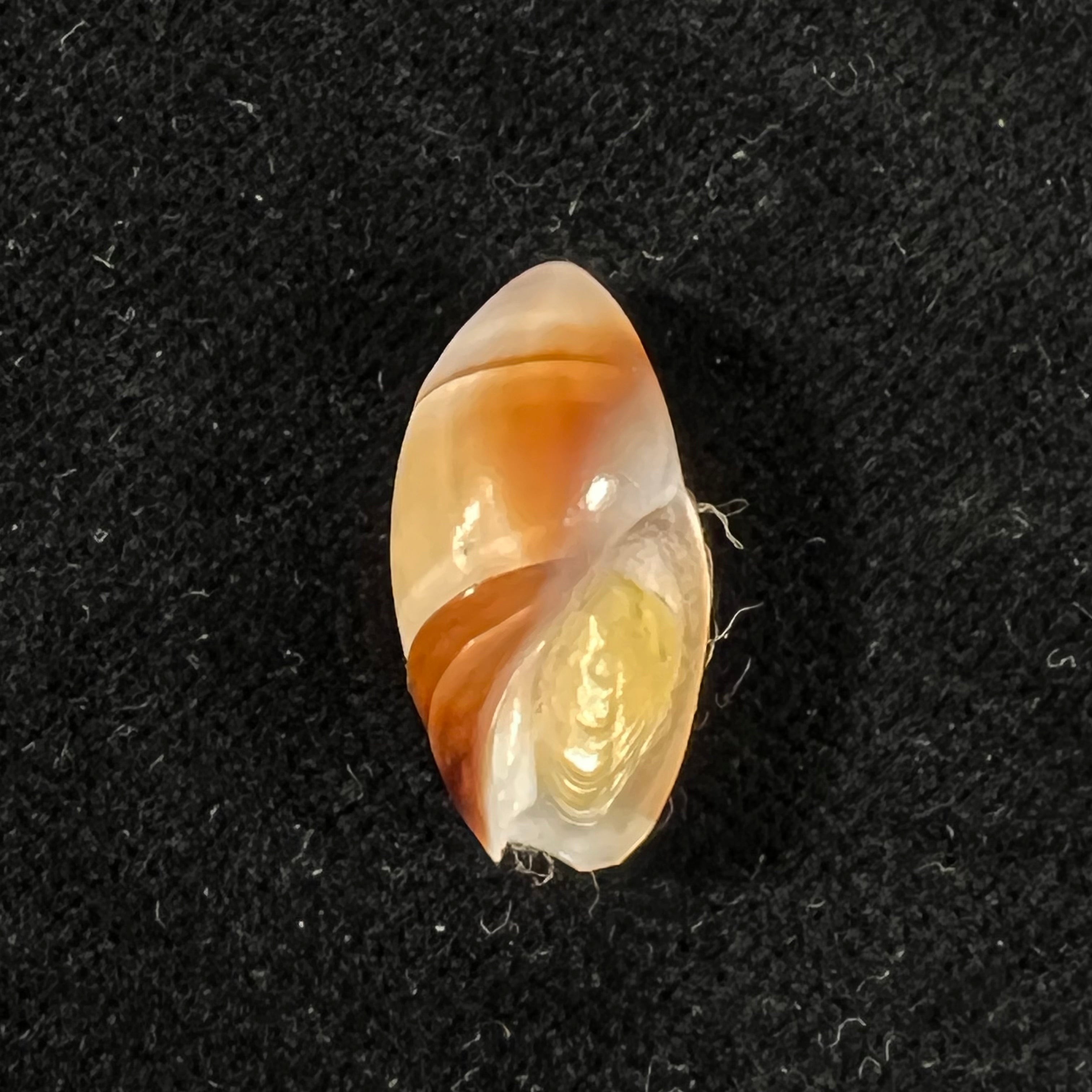 Amalda degalleaniae T. Cossignani, 2018 - 19,9mm