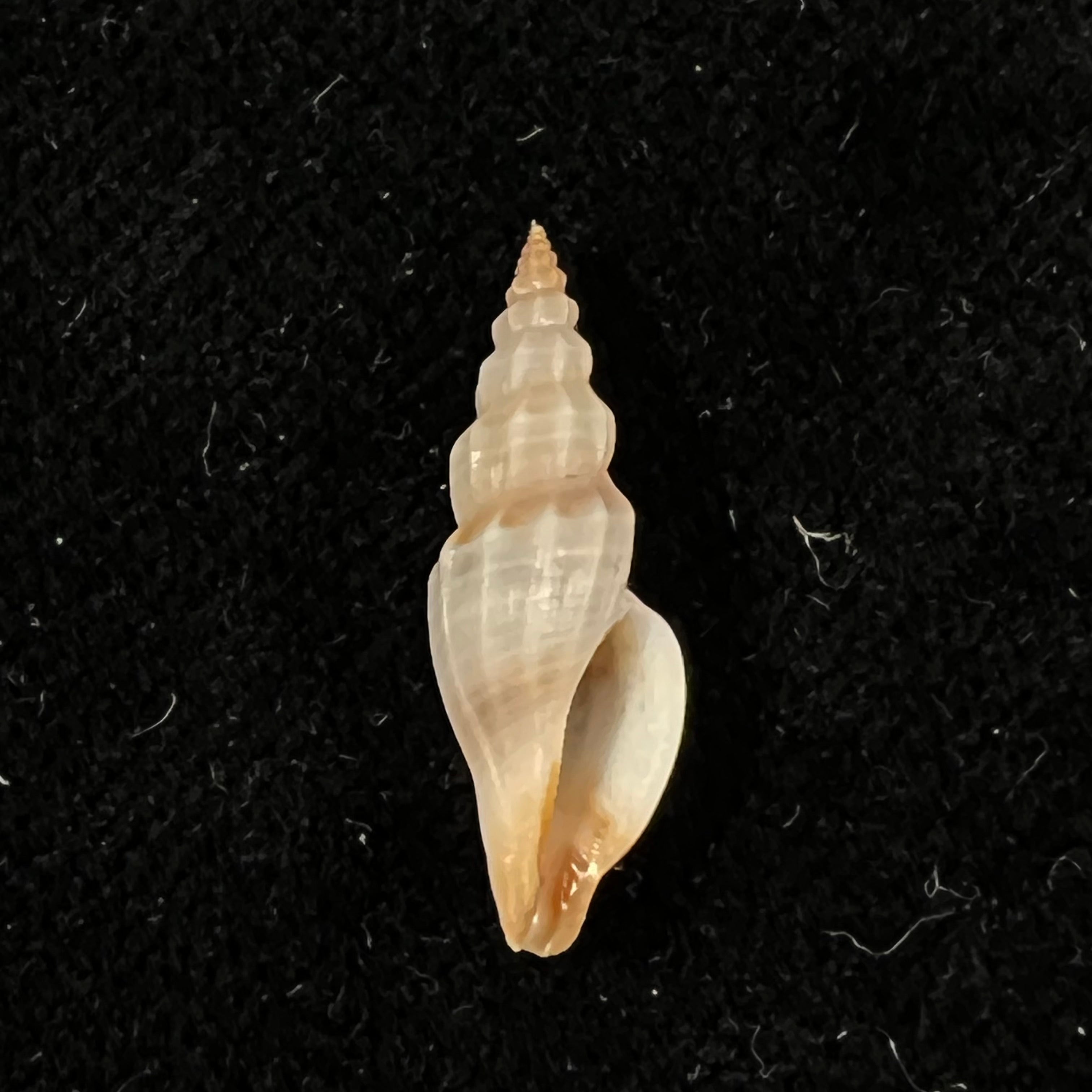 Citharomangelia africana (G. B. Sowerby III, 1903) - 19,4mm