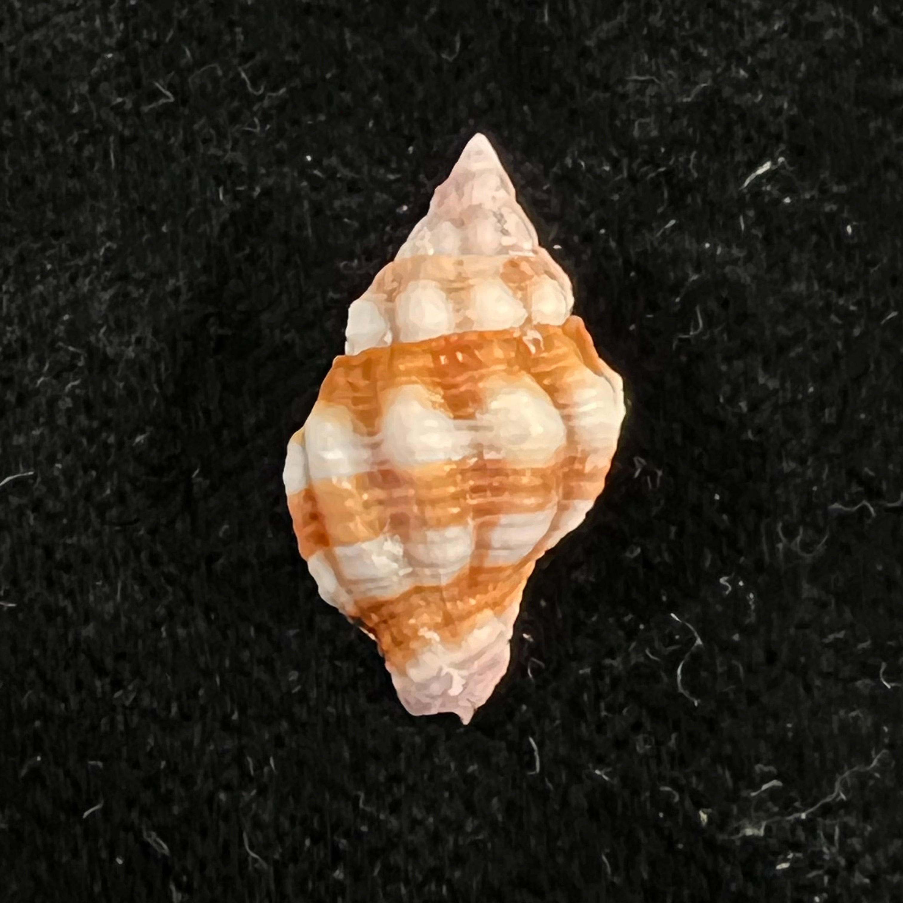 Peristernia forskalii (Tapparone Canefri, 1875) - 19,5mm