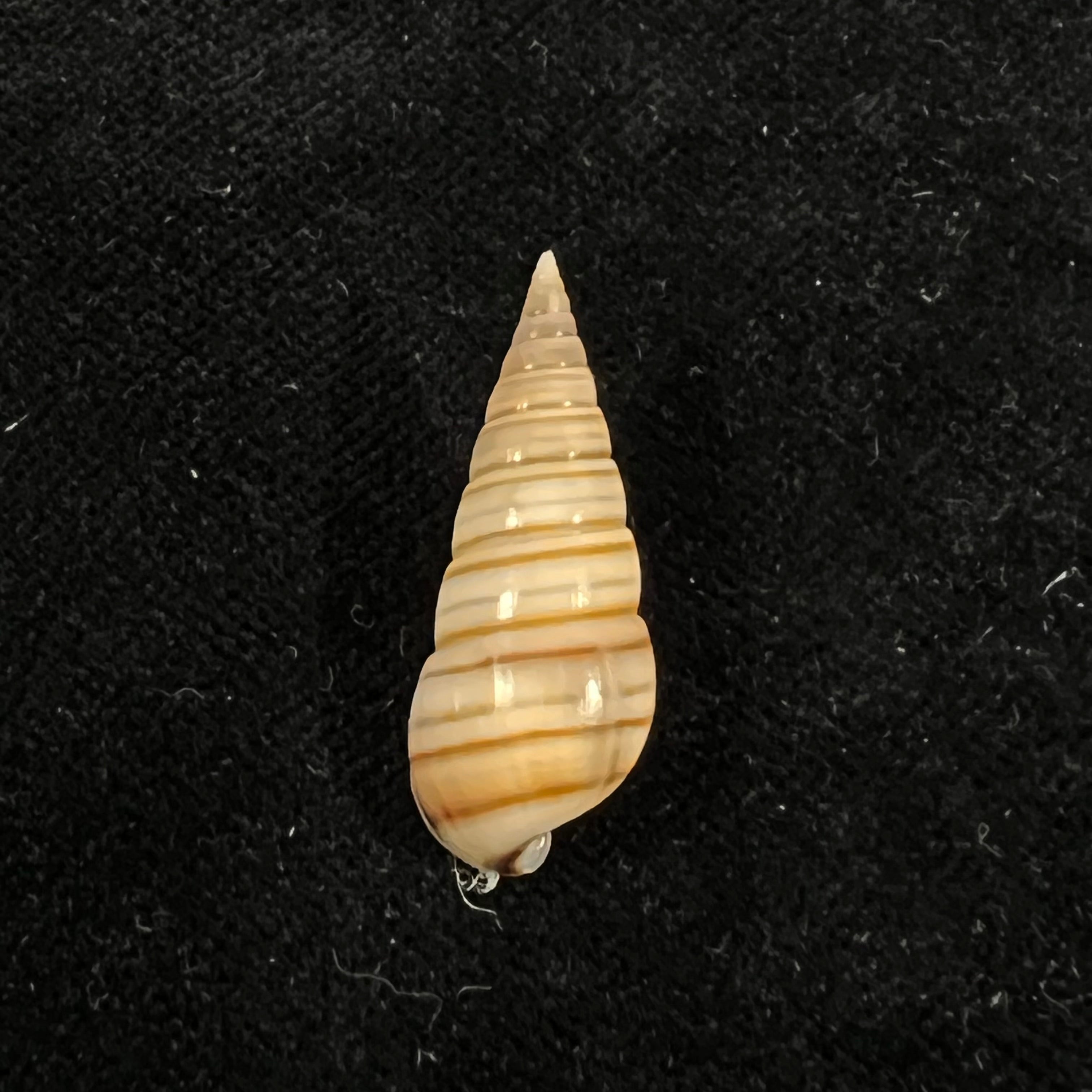 Pyramidella dolabrata (Linnaeus, 1758) - 28,1mm