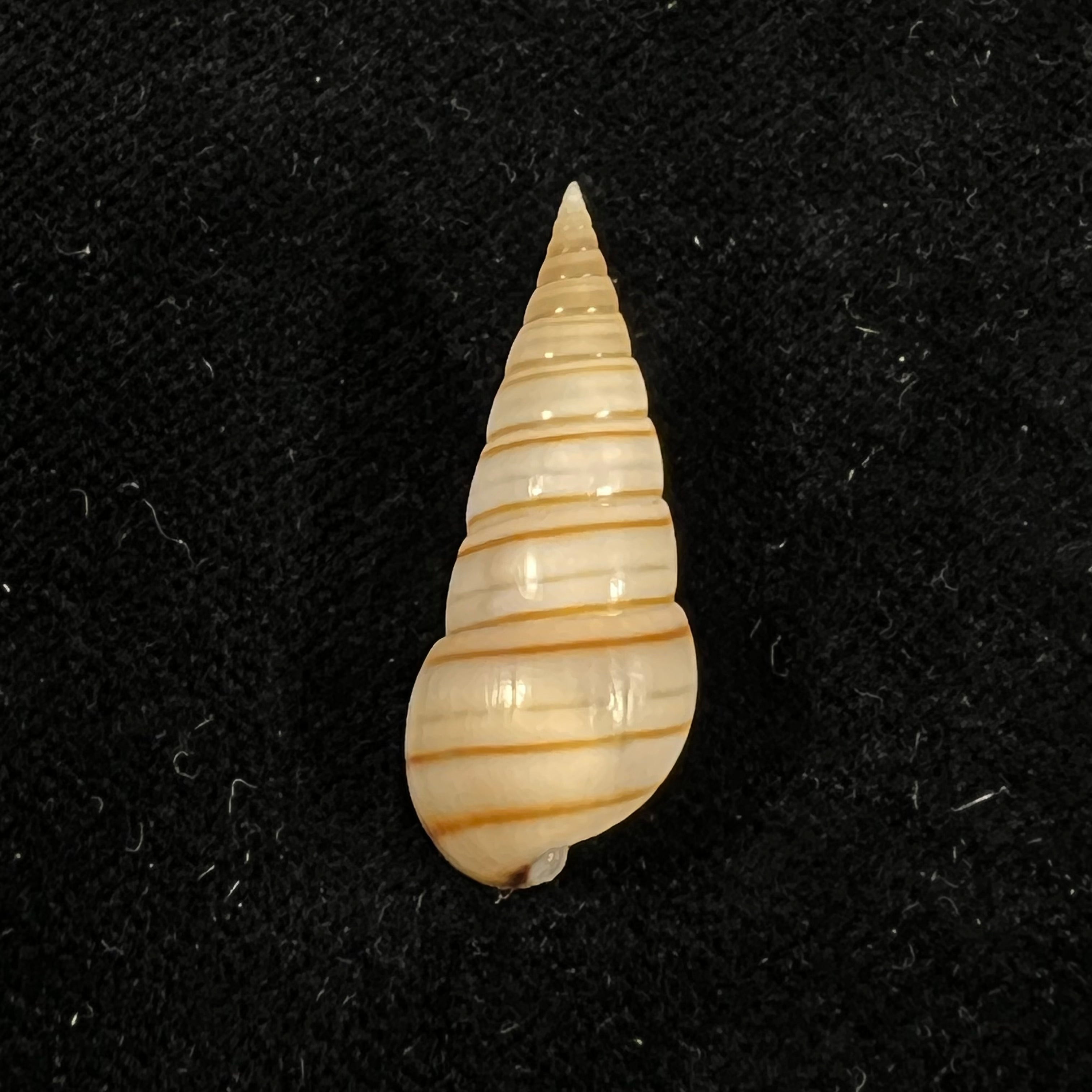 Pyramidella dolabrata (Linnaeus, 1758) - 28,9mm