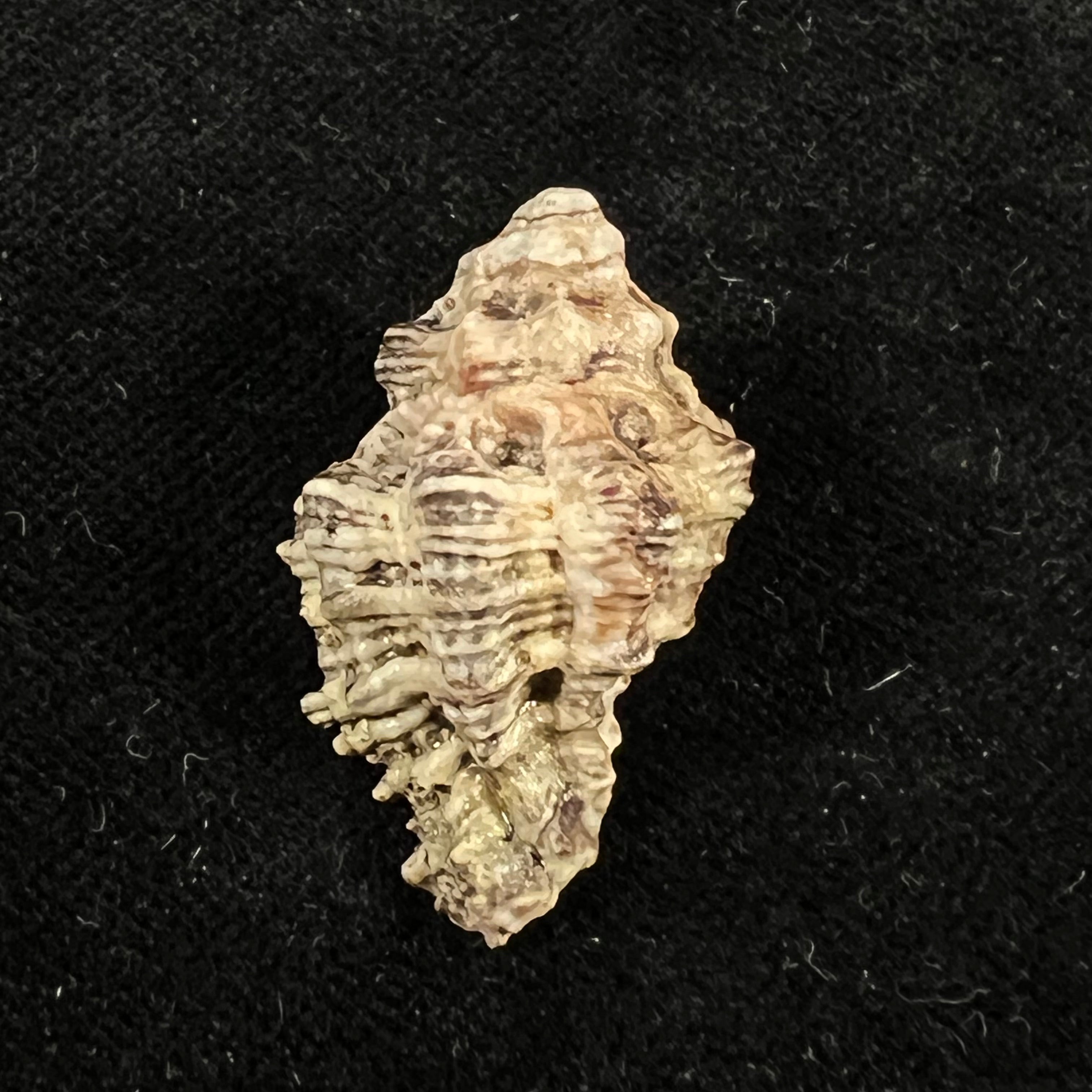 Muricodrupa fenestrata (Blainville, 1832) - 31,9mm