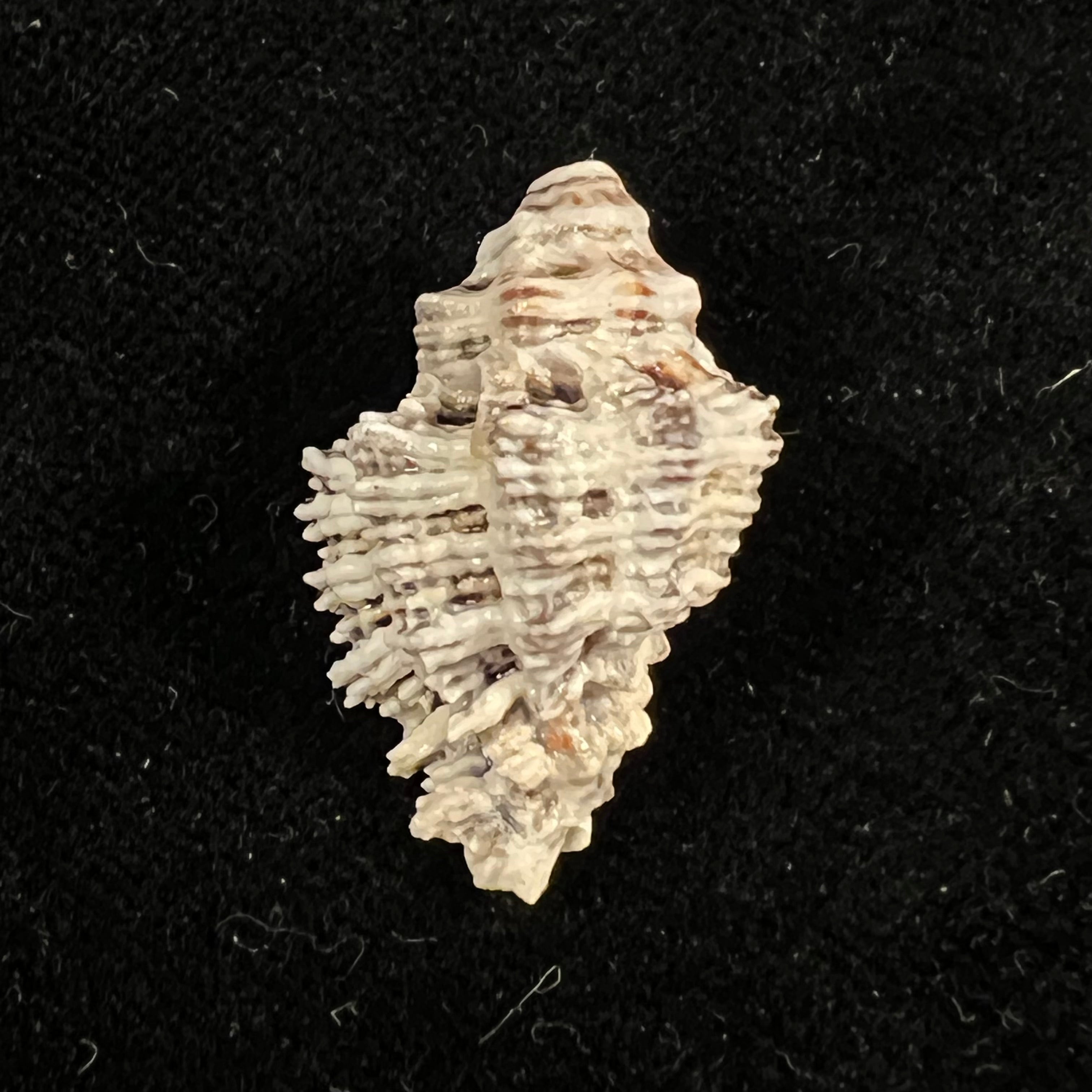 Muricodrupa fenestrata (Blainville, 1832) - 26,6mm