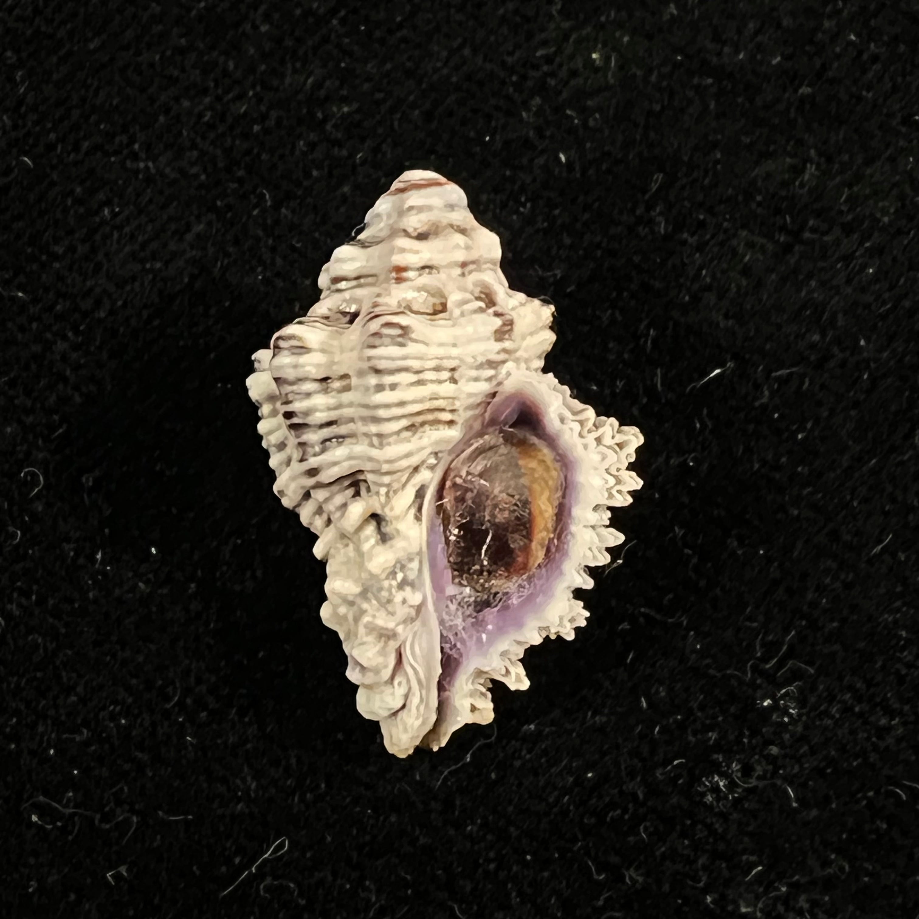 Muricodrupa fenestrata (Blainville, 1832) - 26,6mm