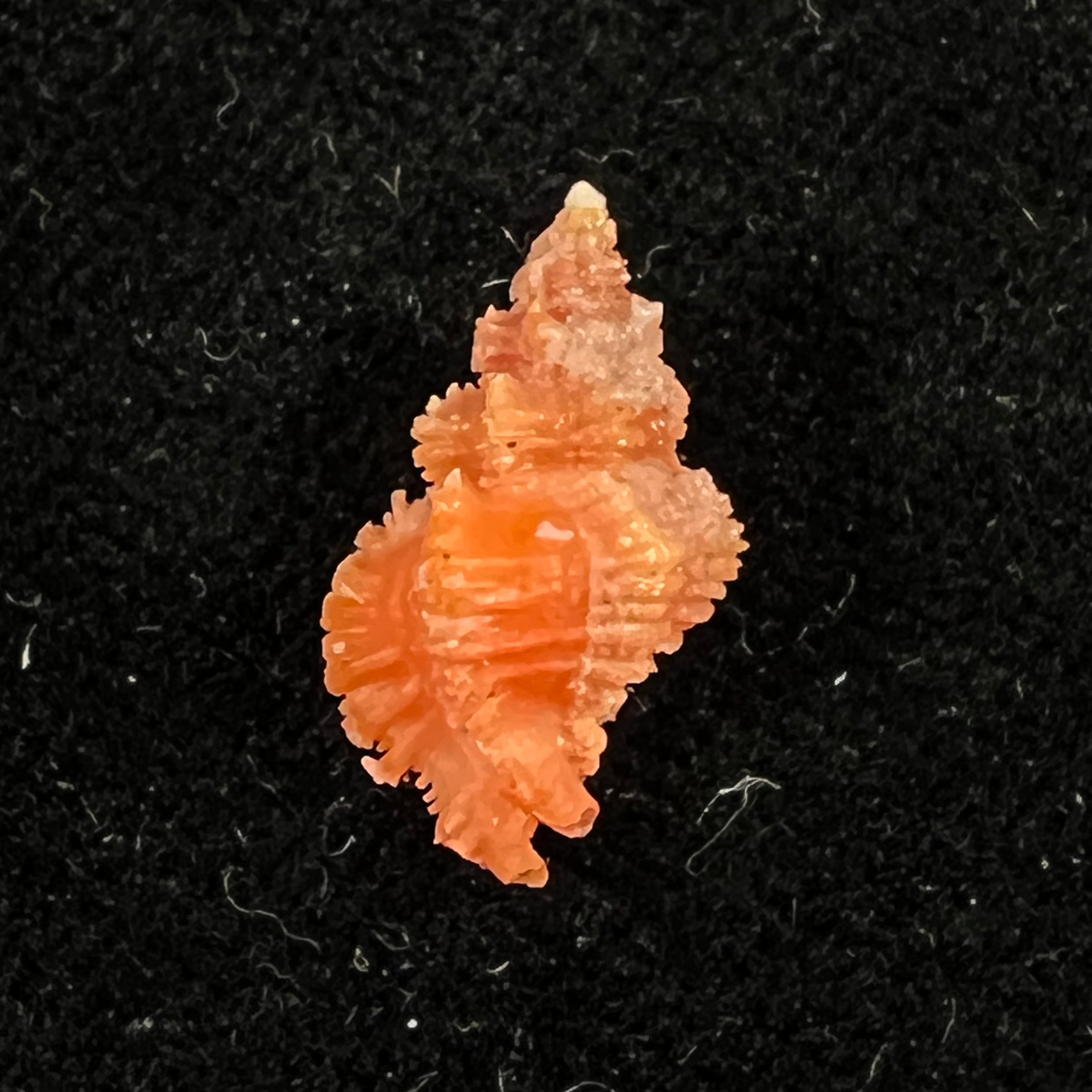 Favartia salmonea (Melvill & Standen, 1899) - 15,6mm