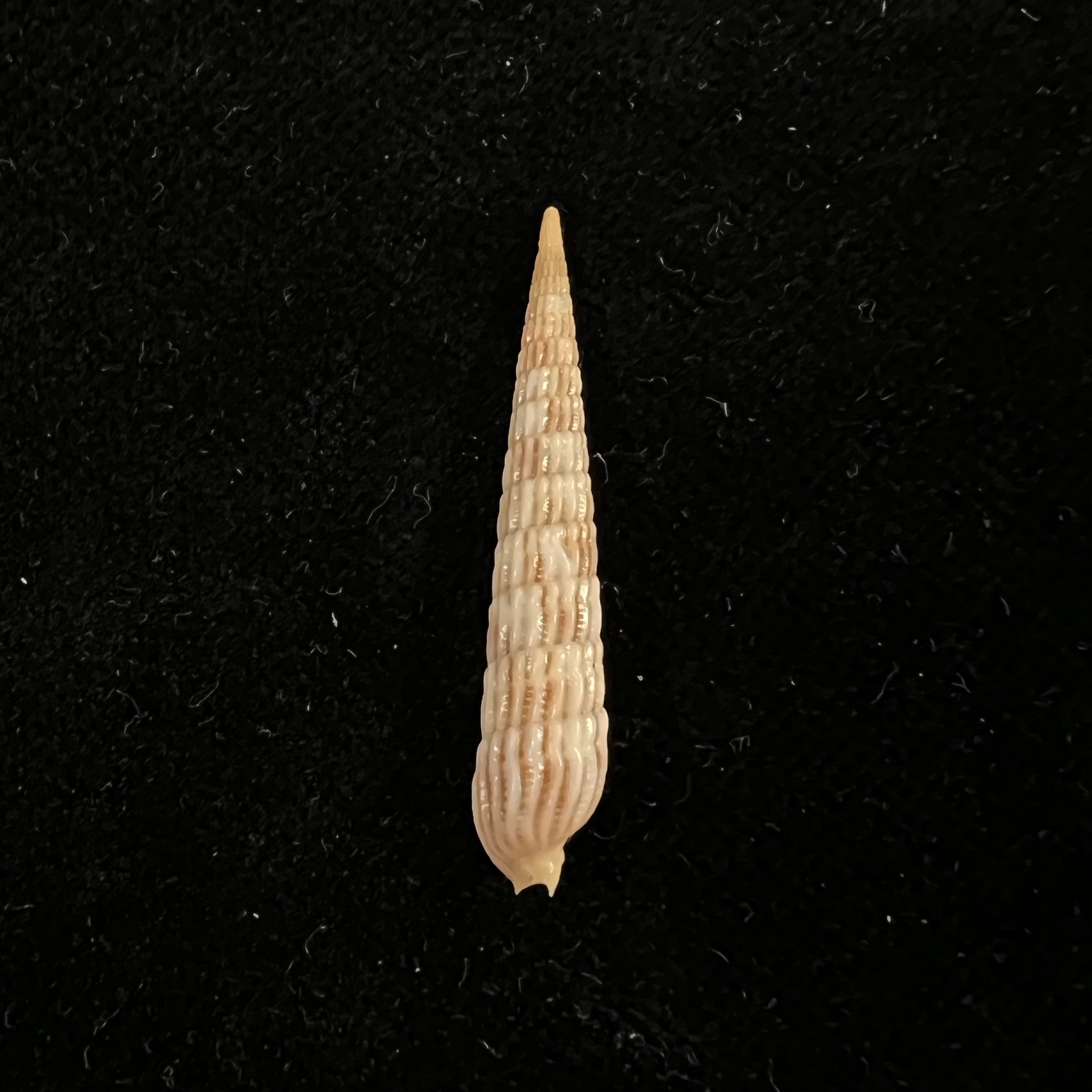 Myurellopsis columellaris (Hinds, 1844) - 31,4mm