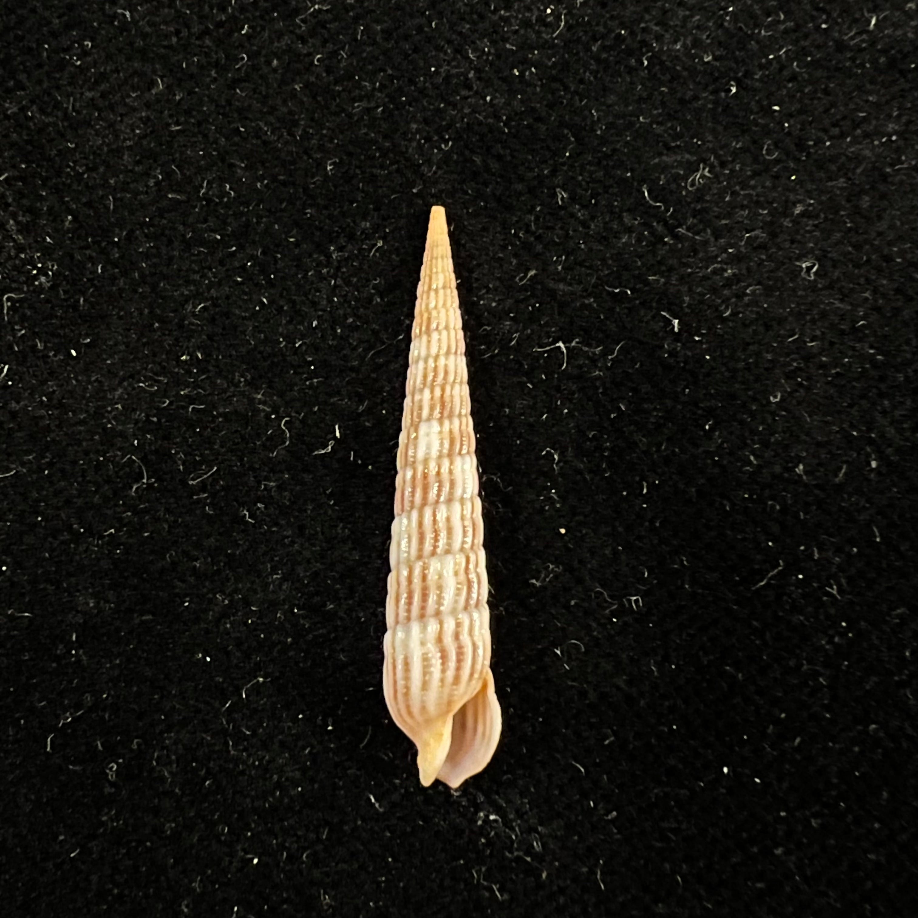 Myurellopsis columellaris (Hinds, 1844) - 31,4mm