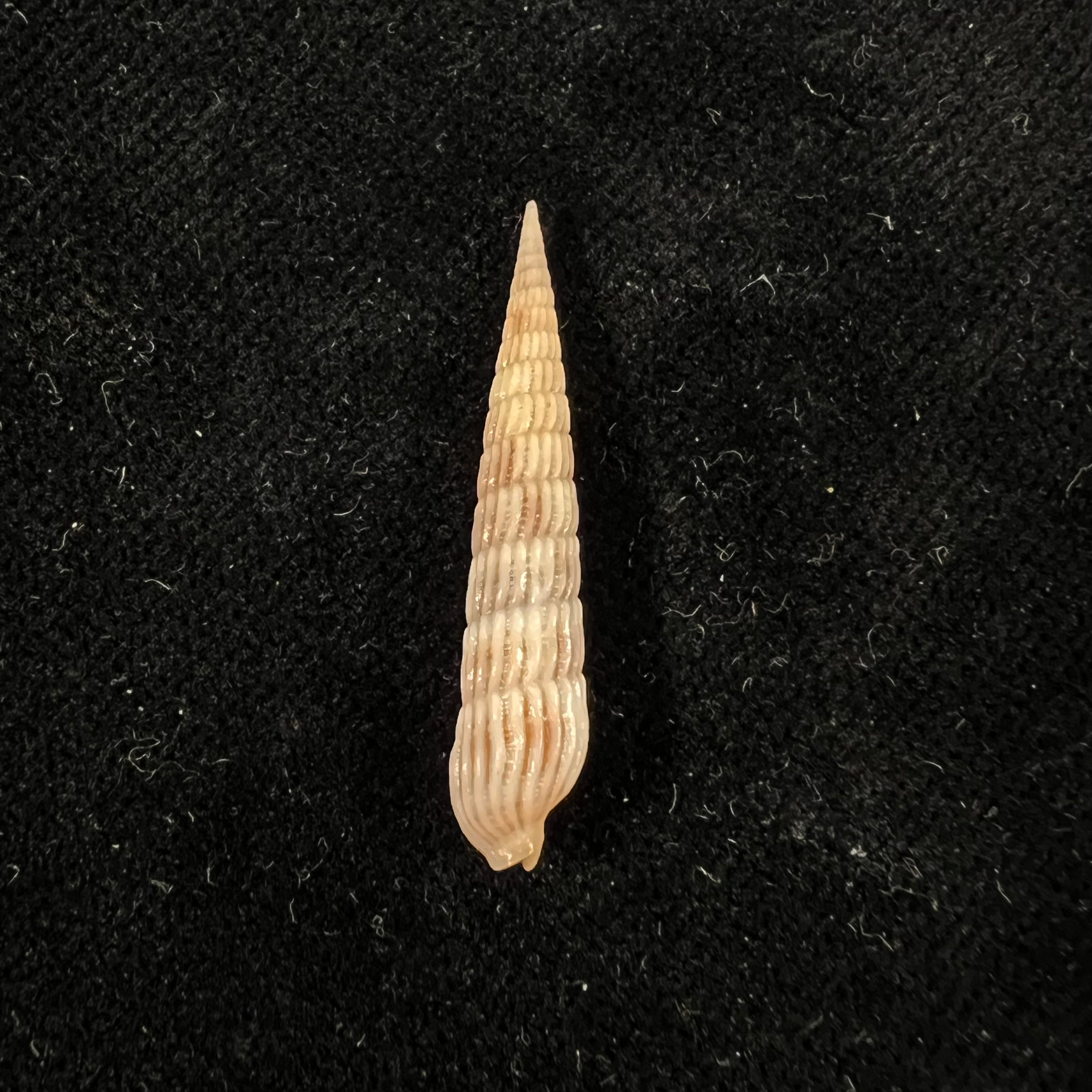 Myurellopsis columellaris (Hinds, 1844) - 29,7mm