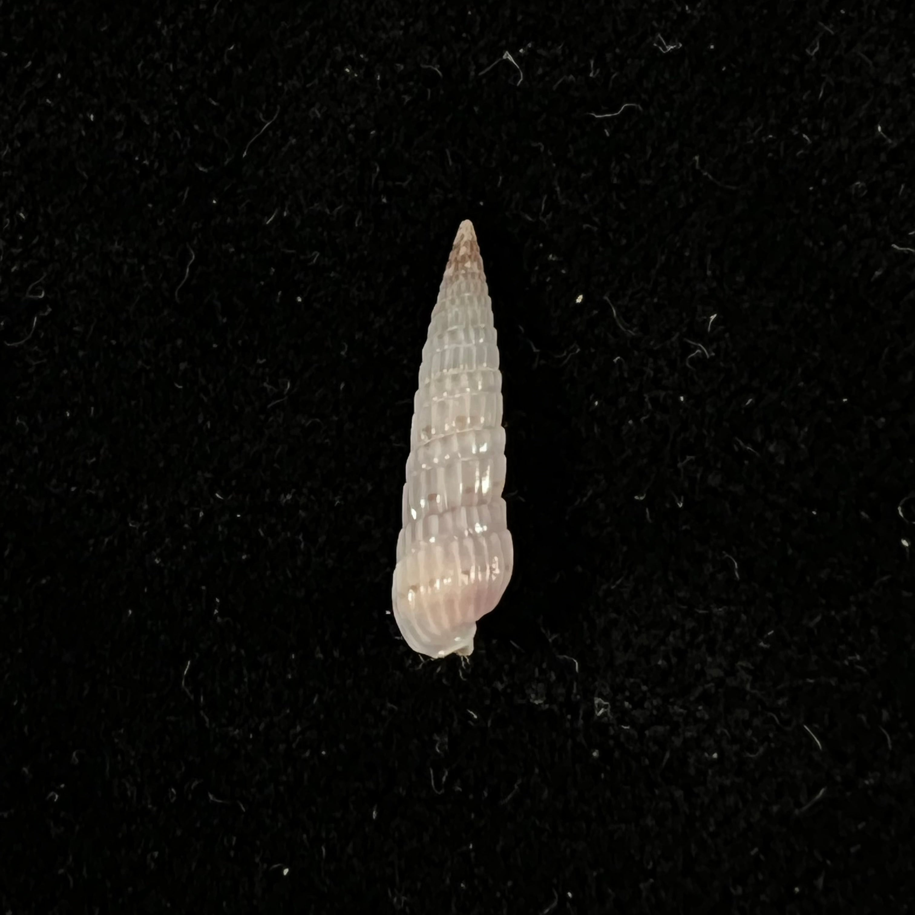 Duplicaria morbida (Reeve, 1860) - 16,7mm