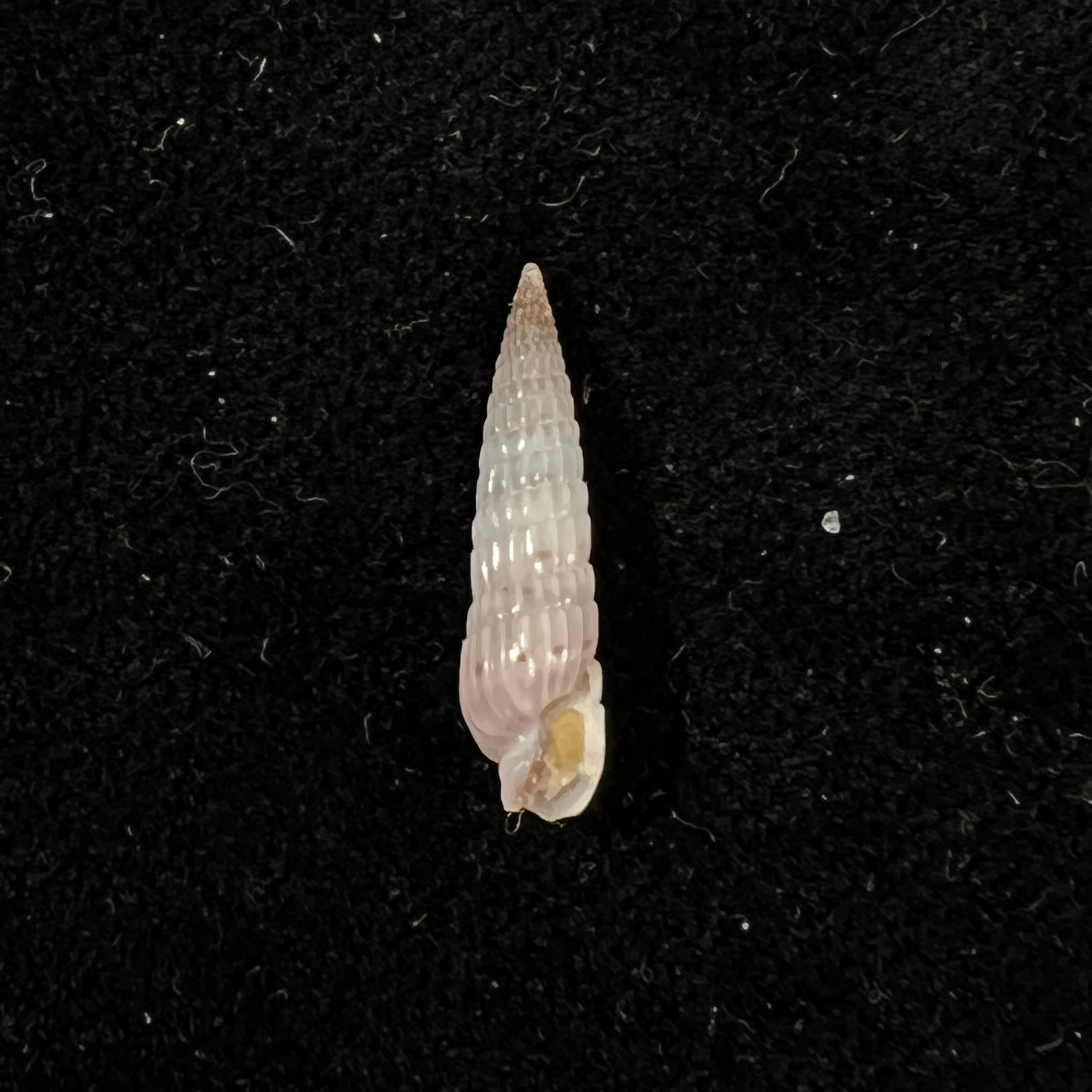Duplicaria morbida (Reeve, 1860) - 16,7mm
