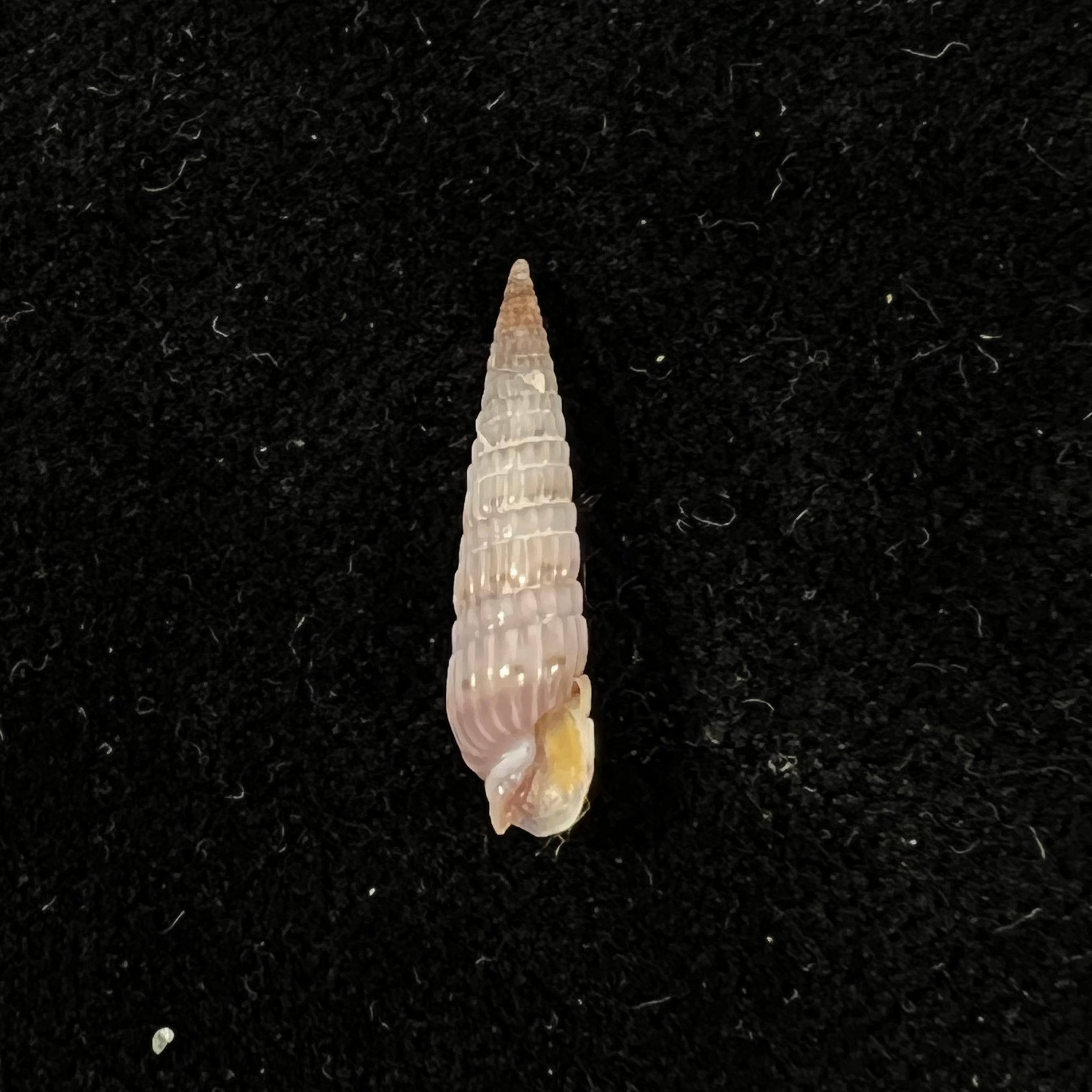 Duplicaria morbida (Reeve, 1860) - 17,6mm