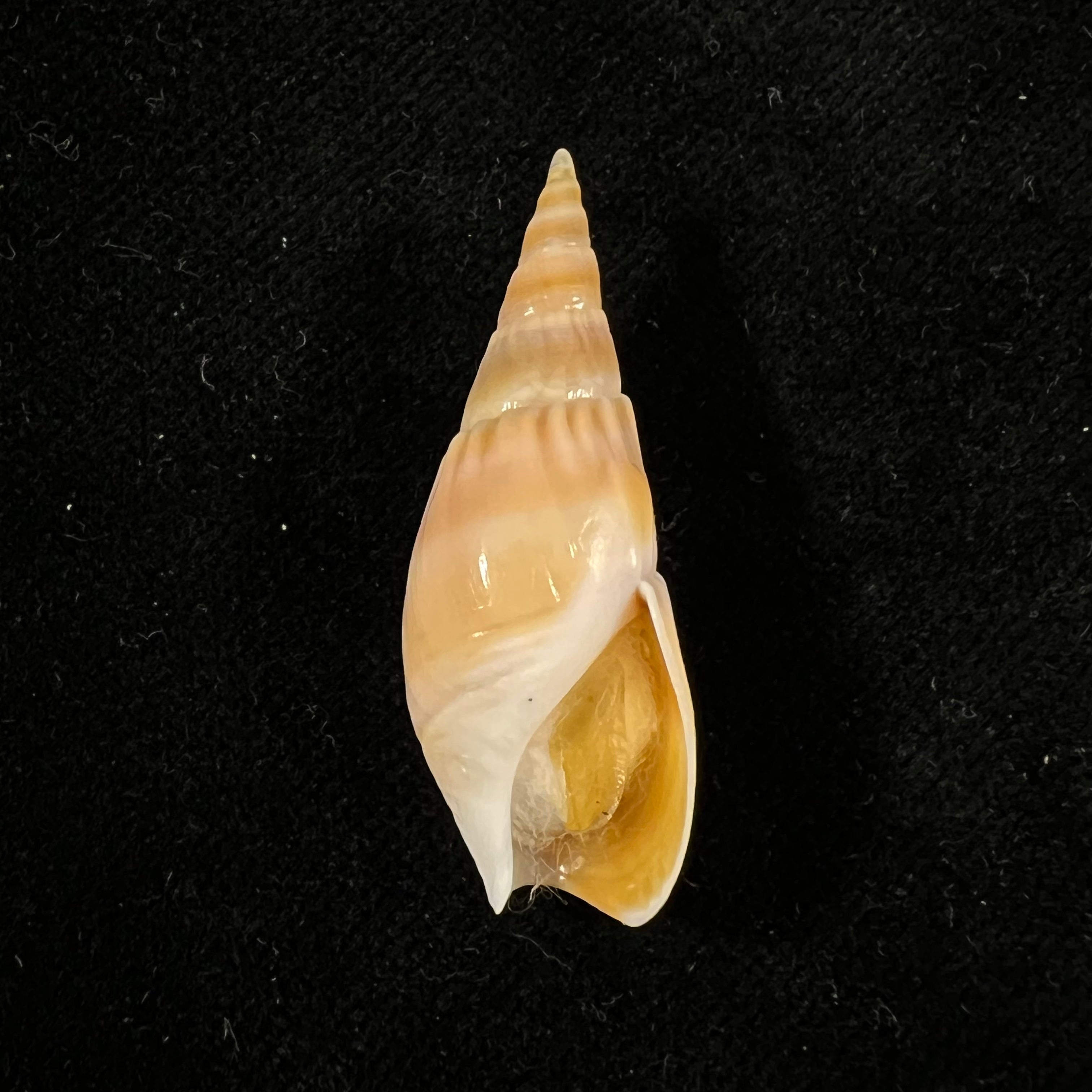 Bullia natalensis (Krauss, 1848) - 37mm