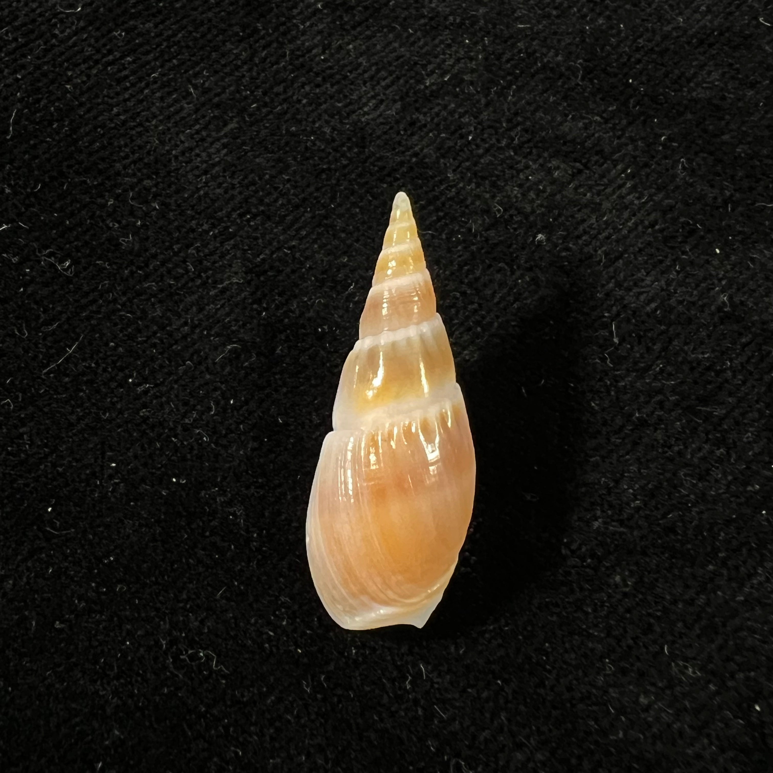 Bullia natalensis (Krauss, 1848) - 31mm