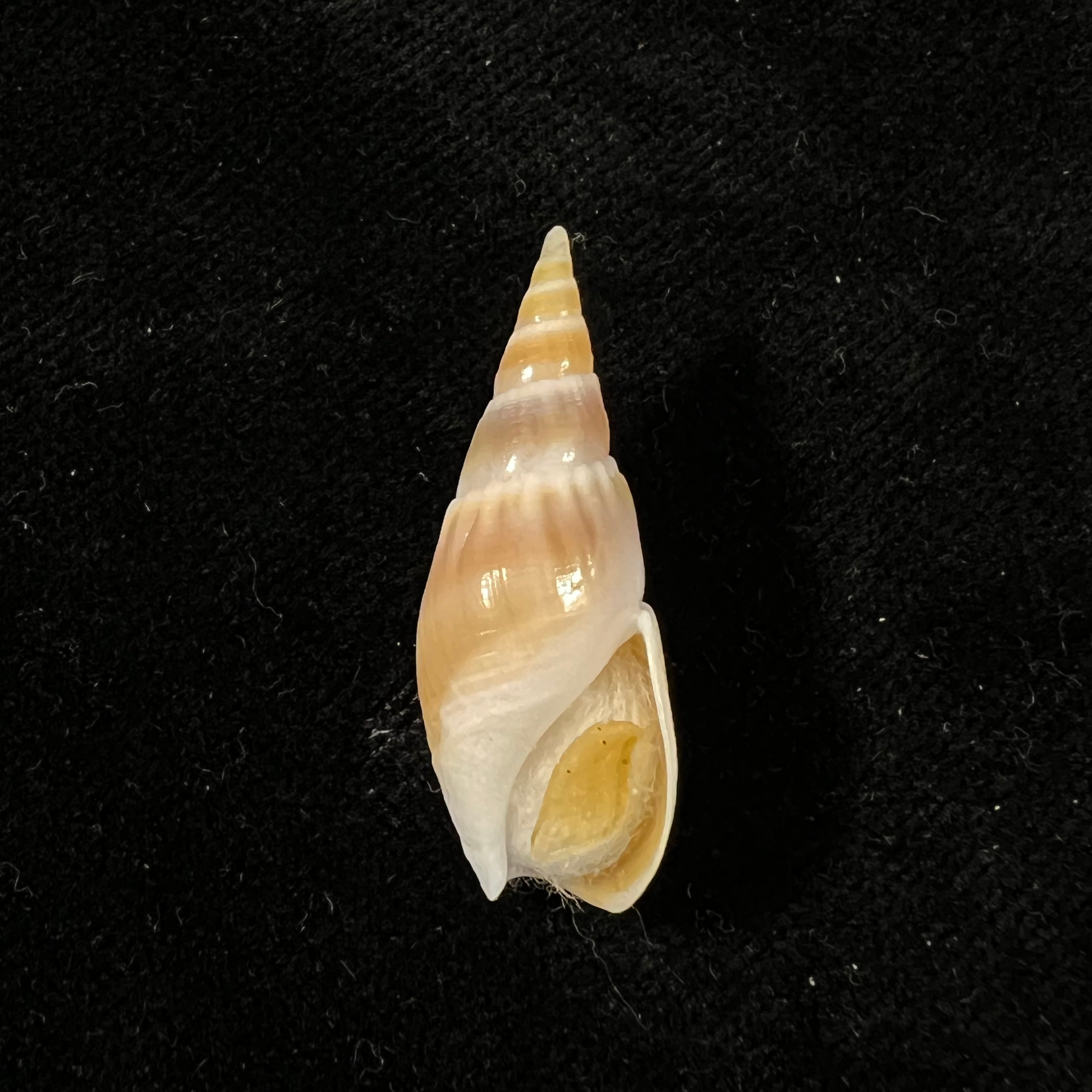 Bullia natalensis (Krauss, 1848) - 31mm