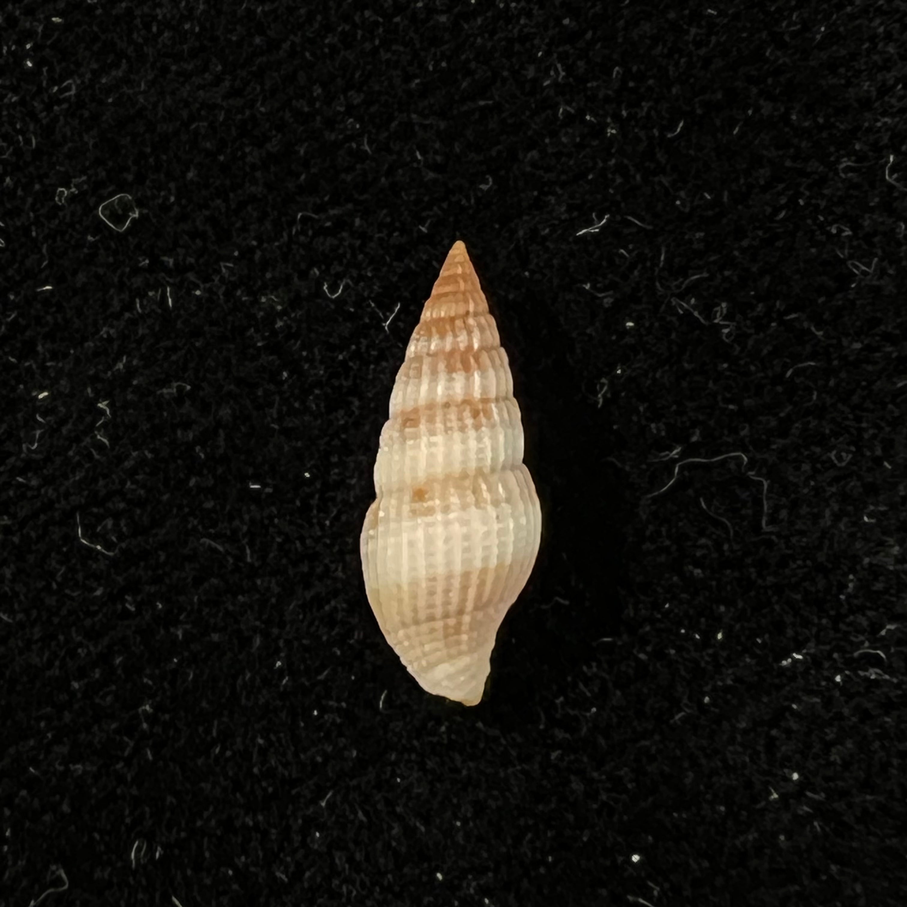 Vexillum sculptile (Reeve, 1845) - 15,9mm