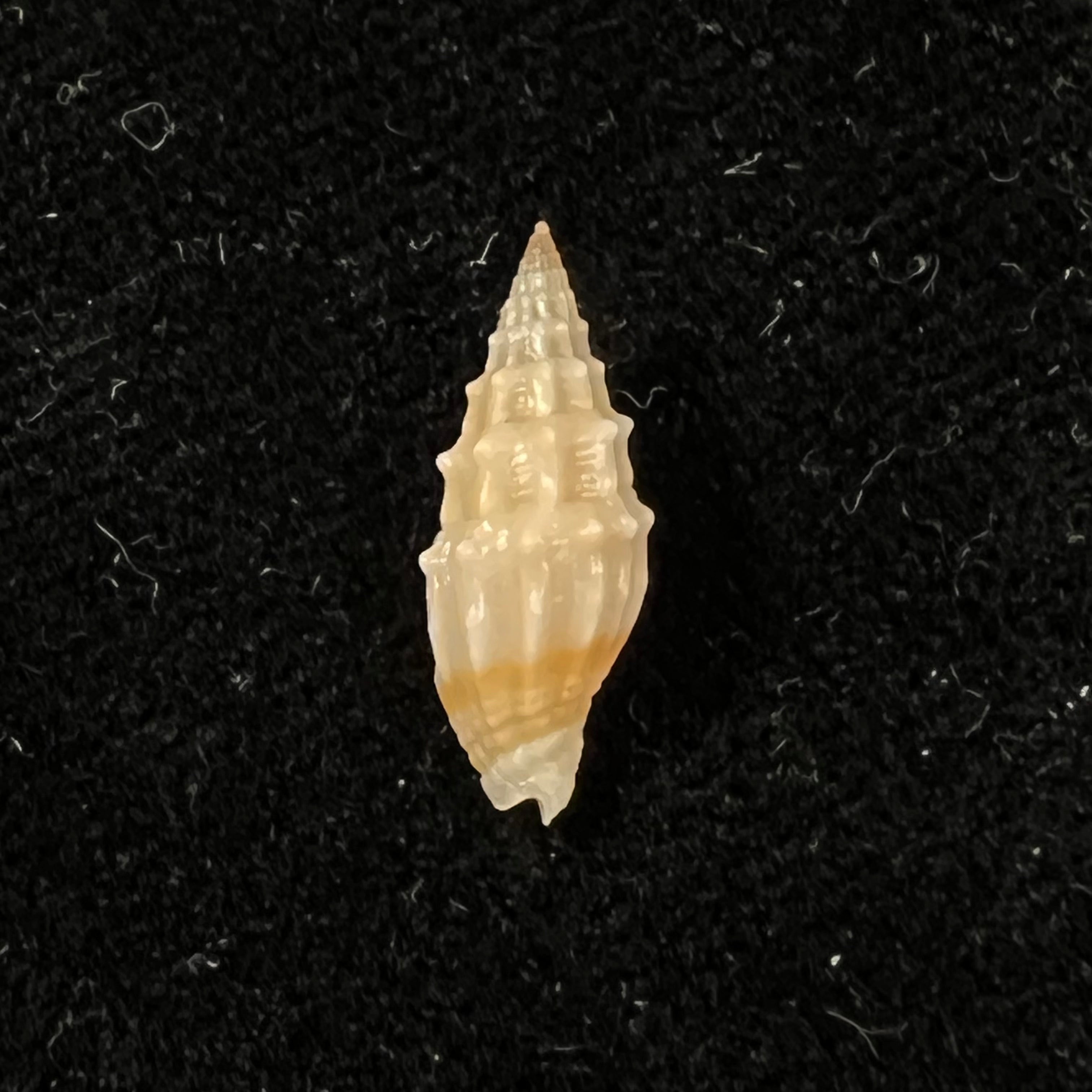 Vexillum coronatum (Helbling, 1779) - 15,9mm