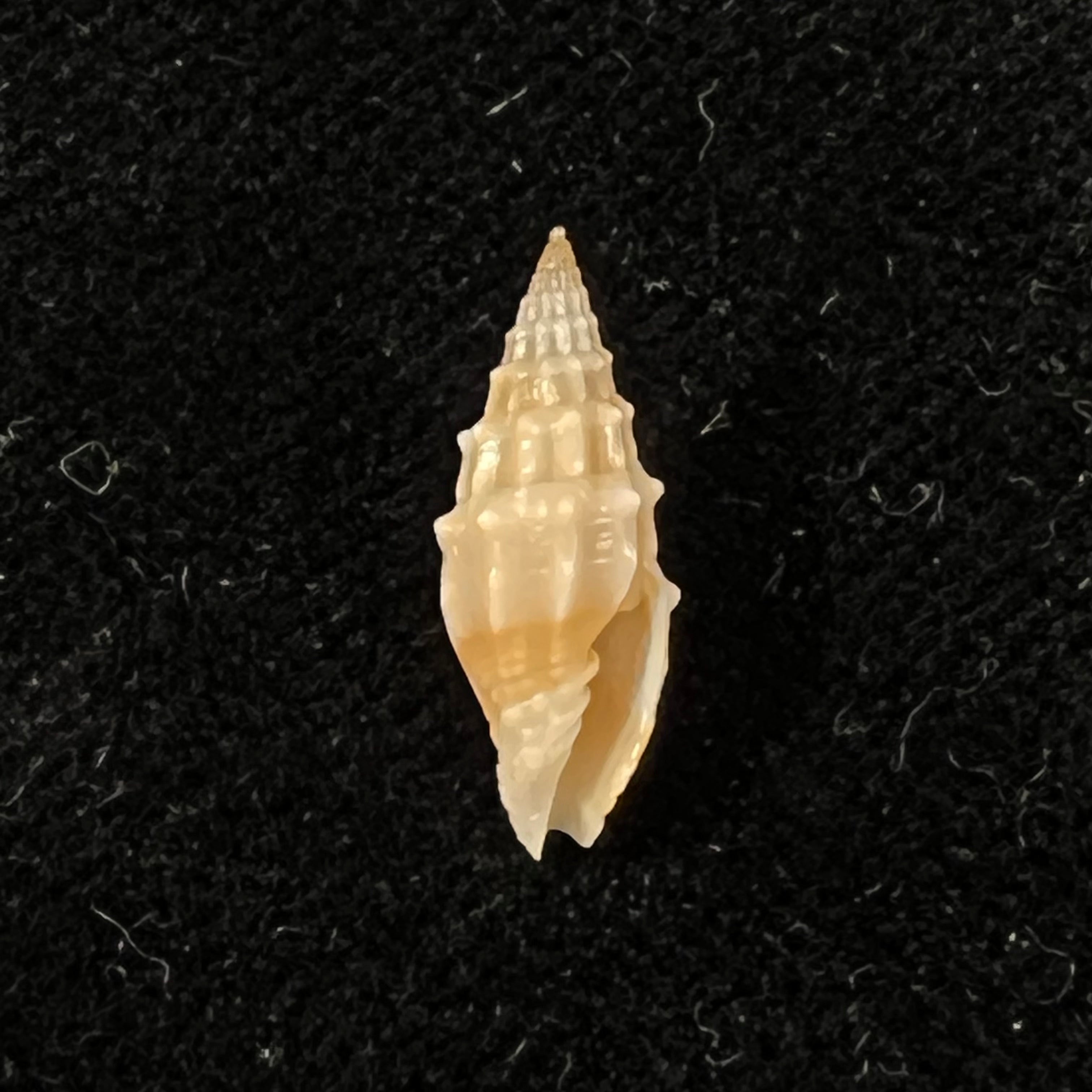 Vexillum coronatum (Helbling, 1779) - 15,9mm