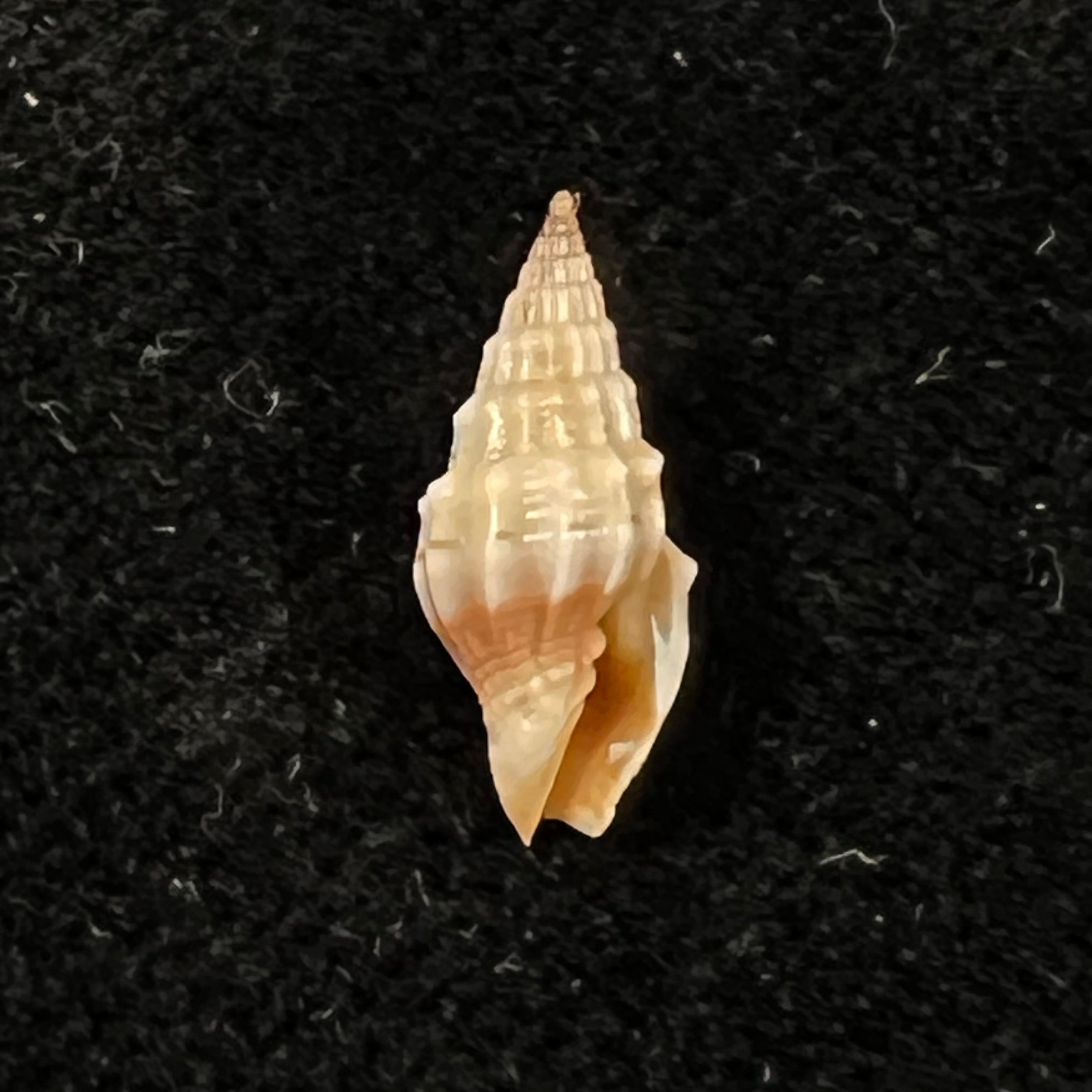 Vexillum coronatum (Helbling, 1779) - 13,4mm