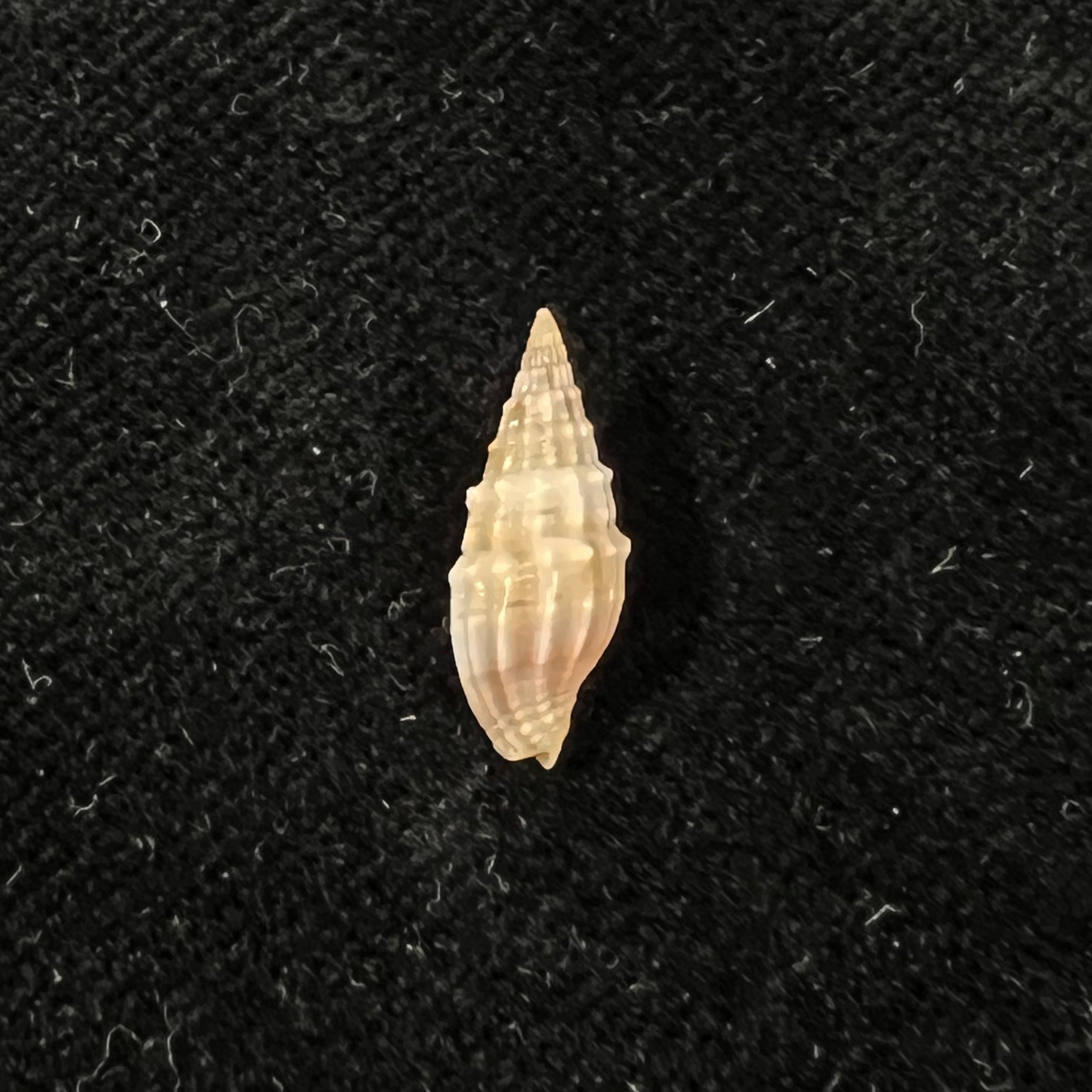 Vexillum coronatum (Helbling, 1779) - 15,1mm