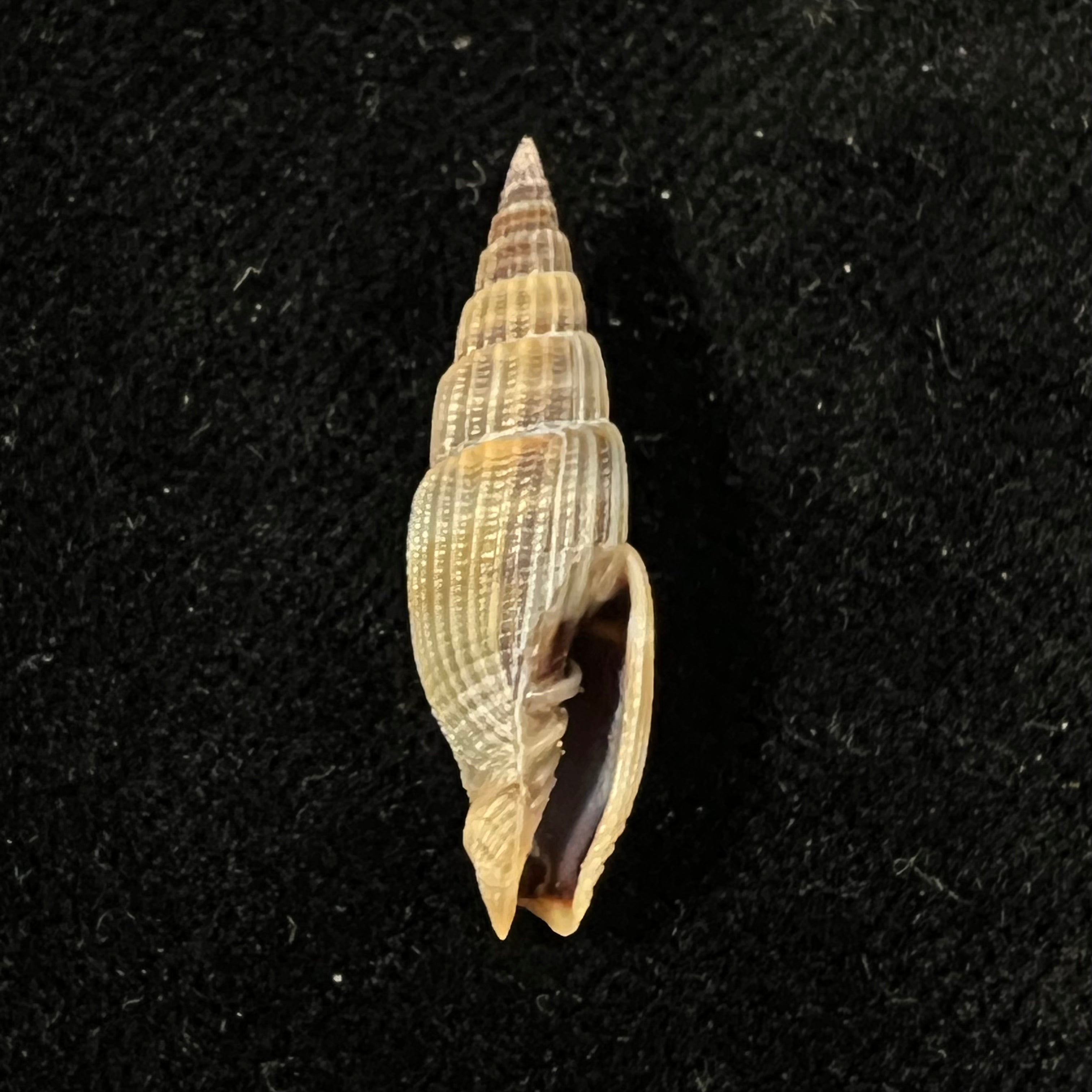Vexillum acuminatum (Gmelin, 1791) - 27mm