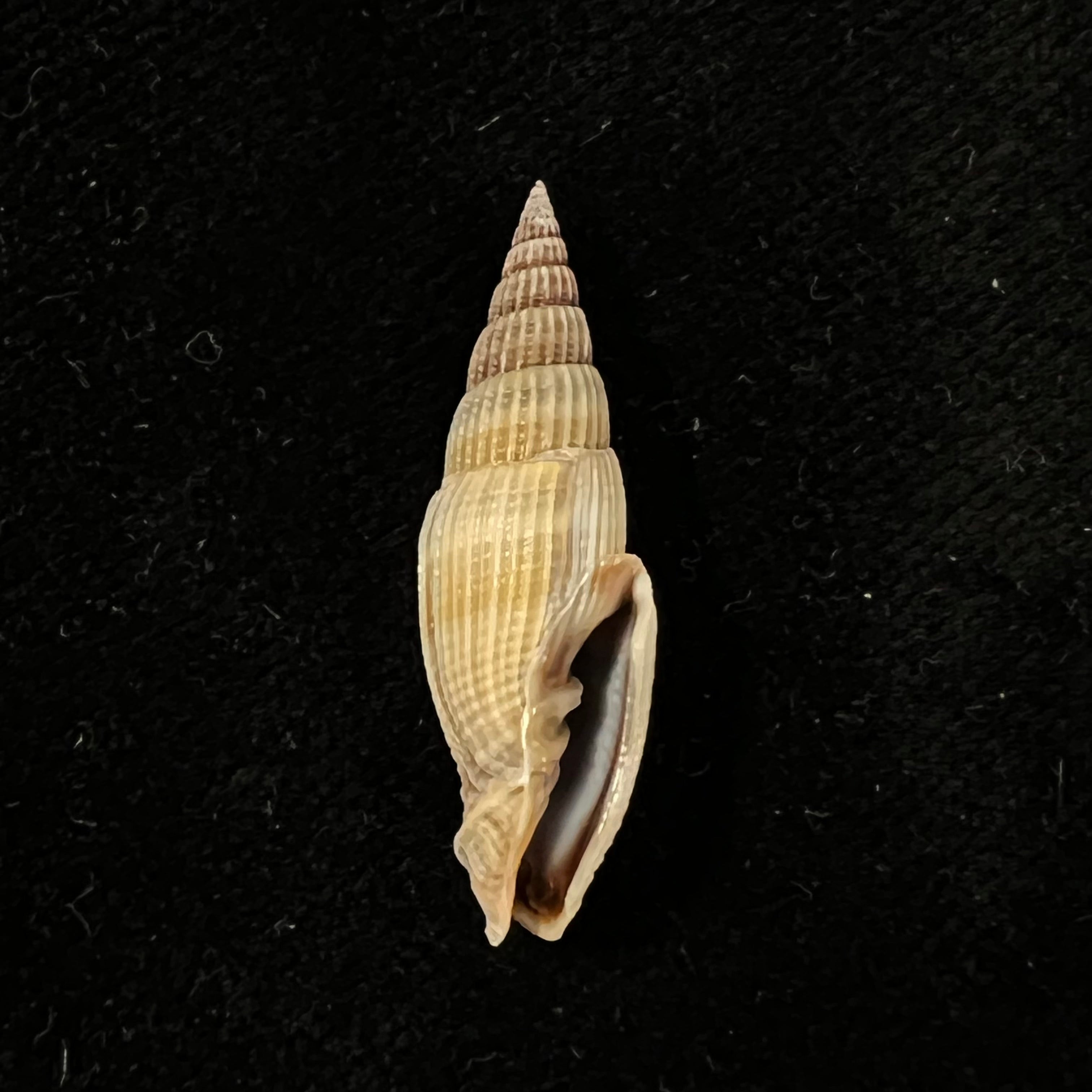 Vexillum acuminatum (Gmelin, 1791) - 31mm