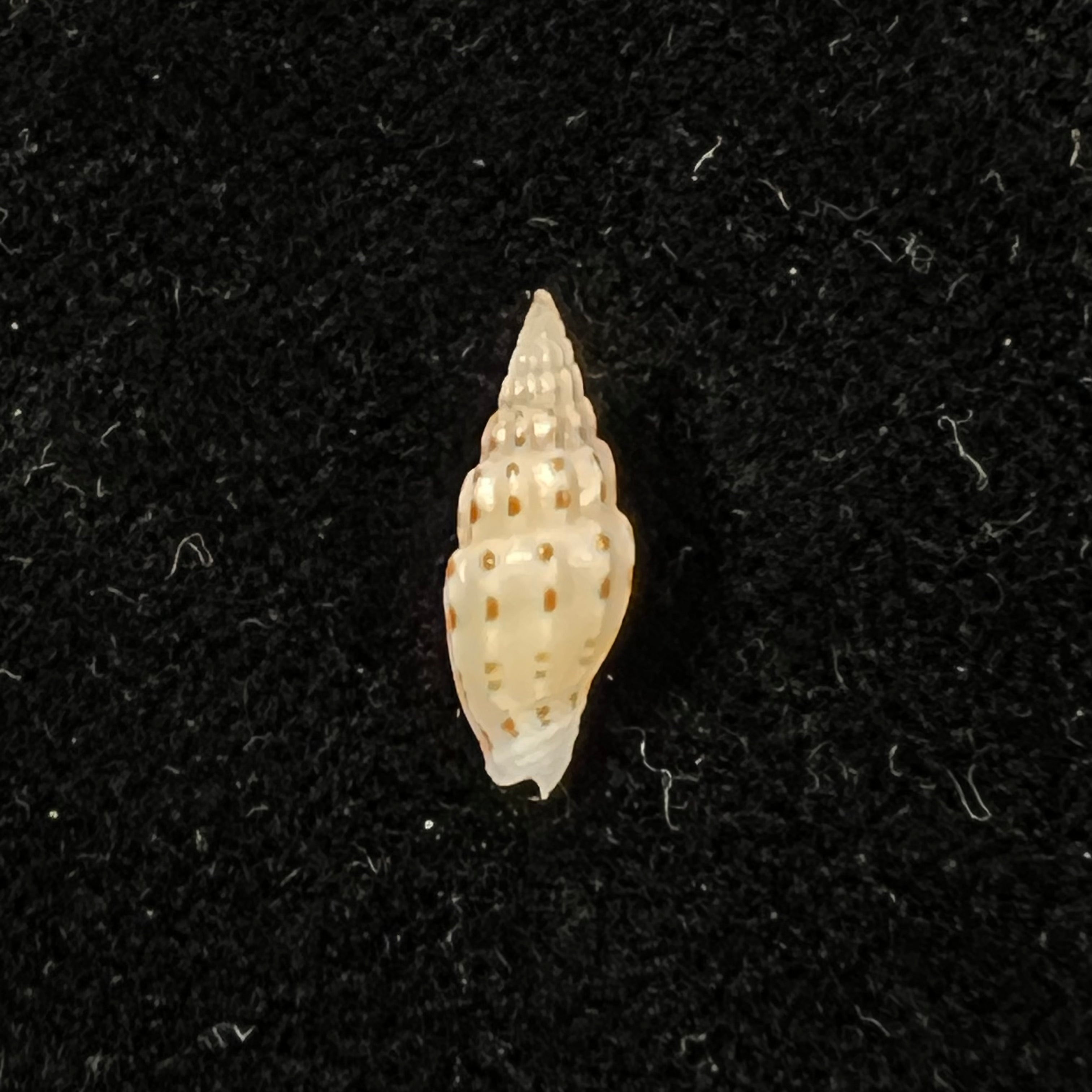 Vexillum michaui wilsi Buijse & H. Dekker, 1990 - 12,7mm