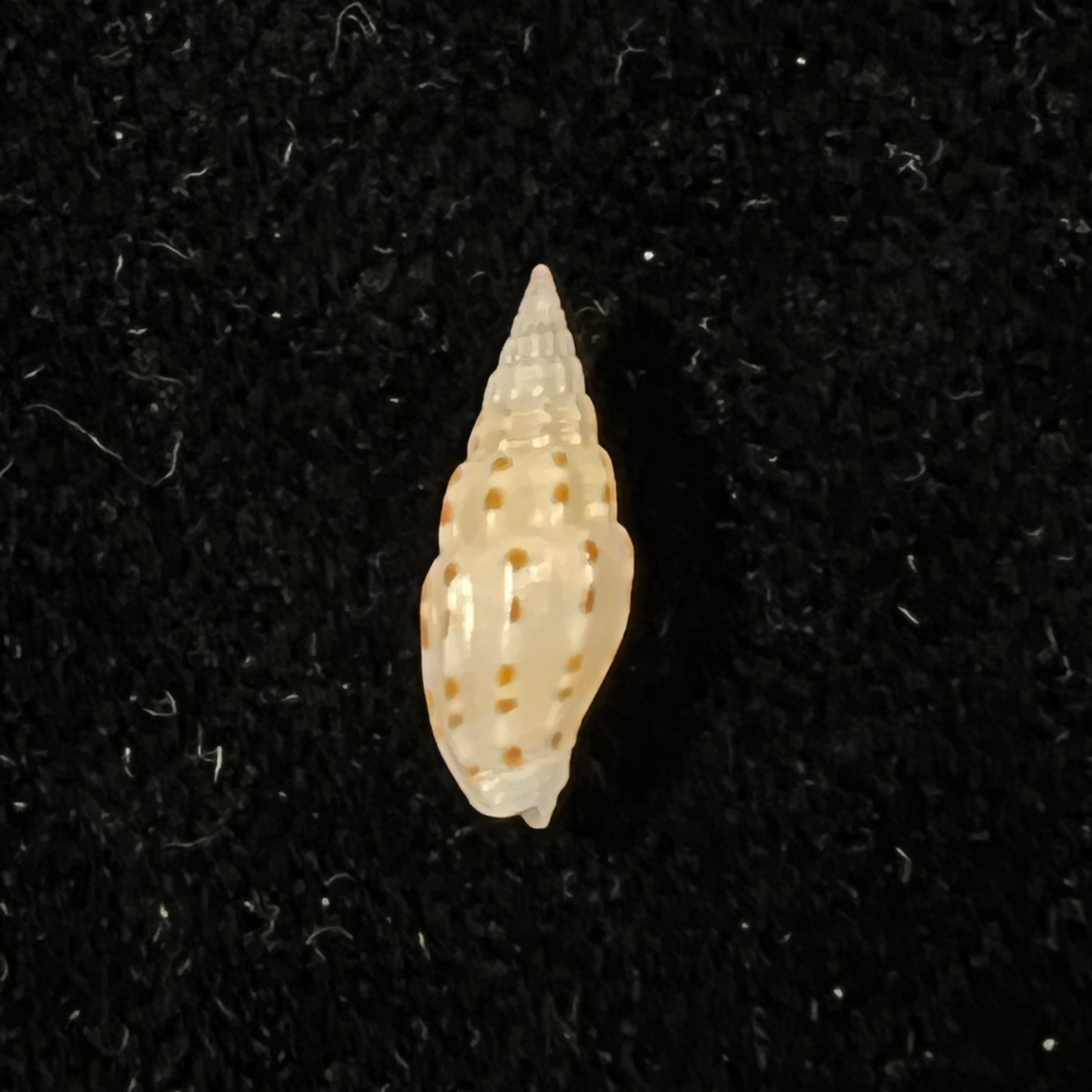 Vexillum michaui wilsi Buijse & H. Dekker, 1990 - 12,6mm