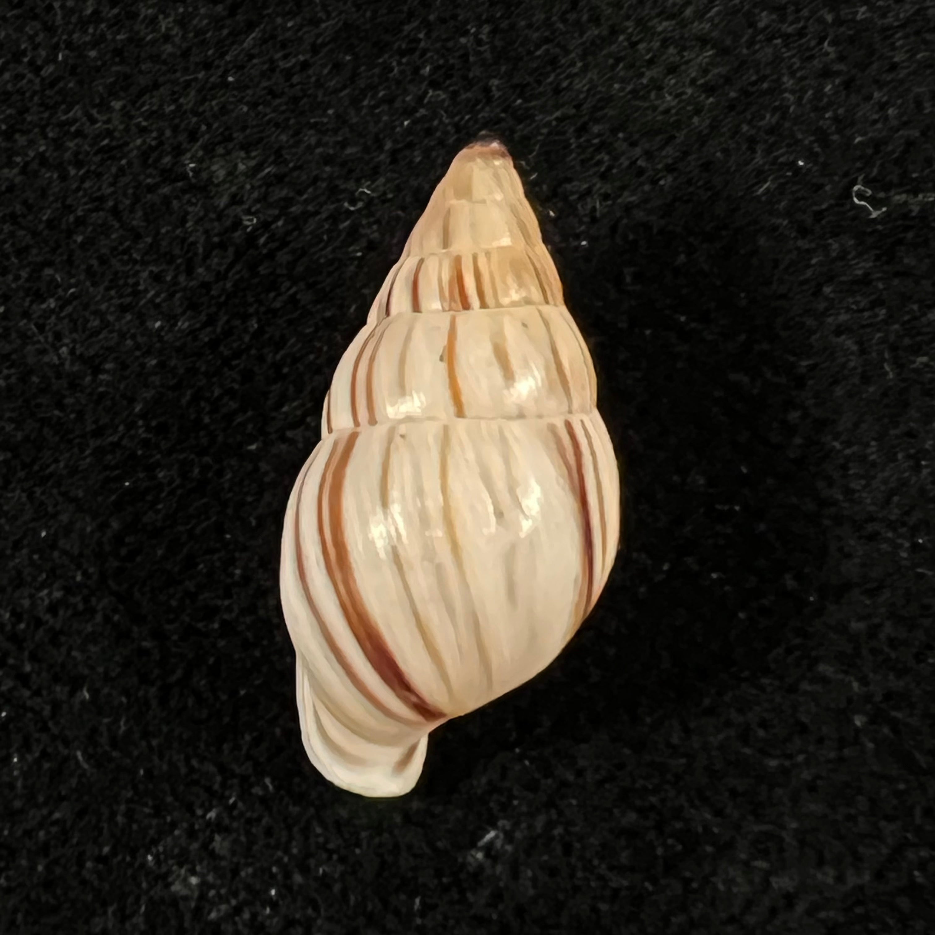 Anctus angiostomus (J. A. Wagner, 1827) - 22,1mm