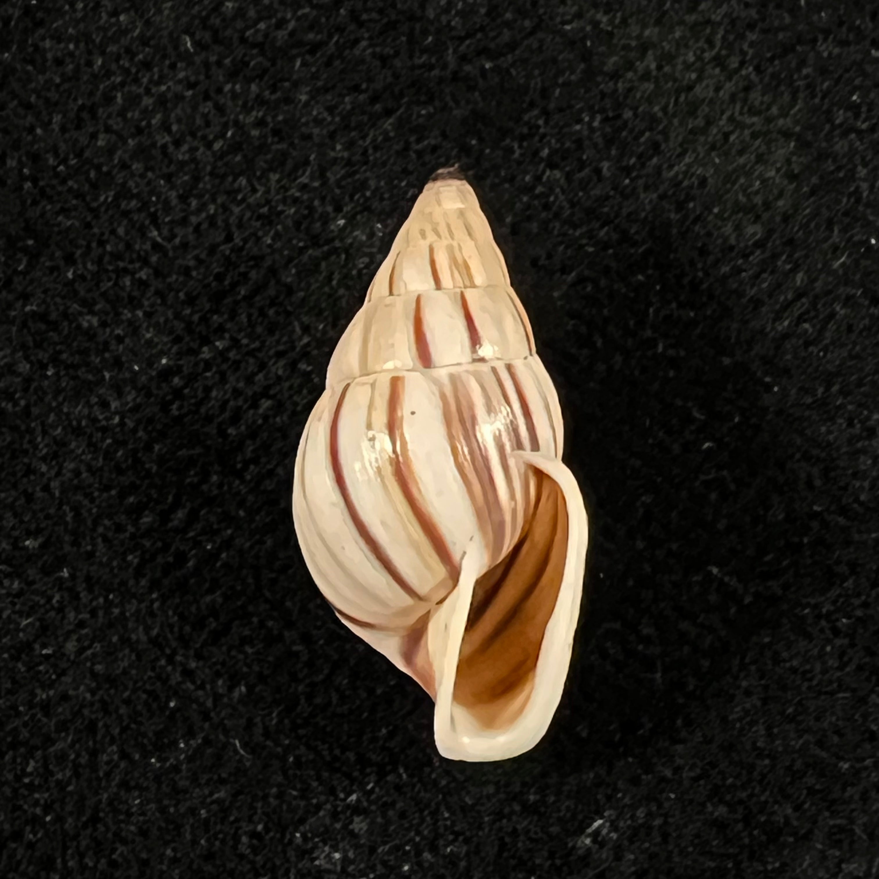 Anctus angiostomus (J. A. Wagner, 1827) - 22,1mm