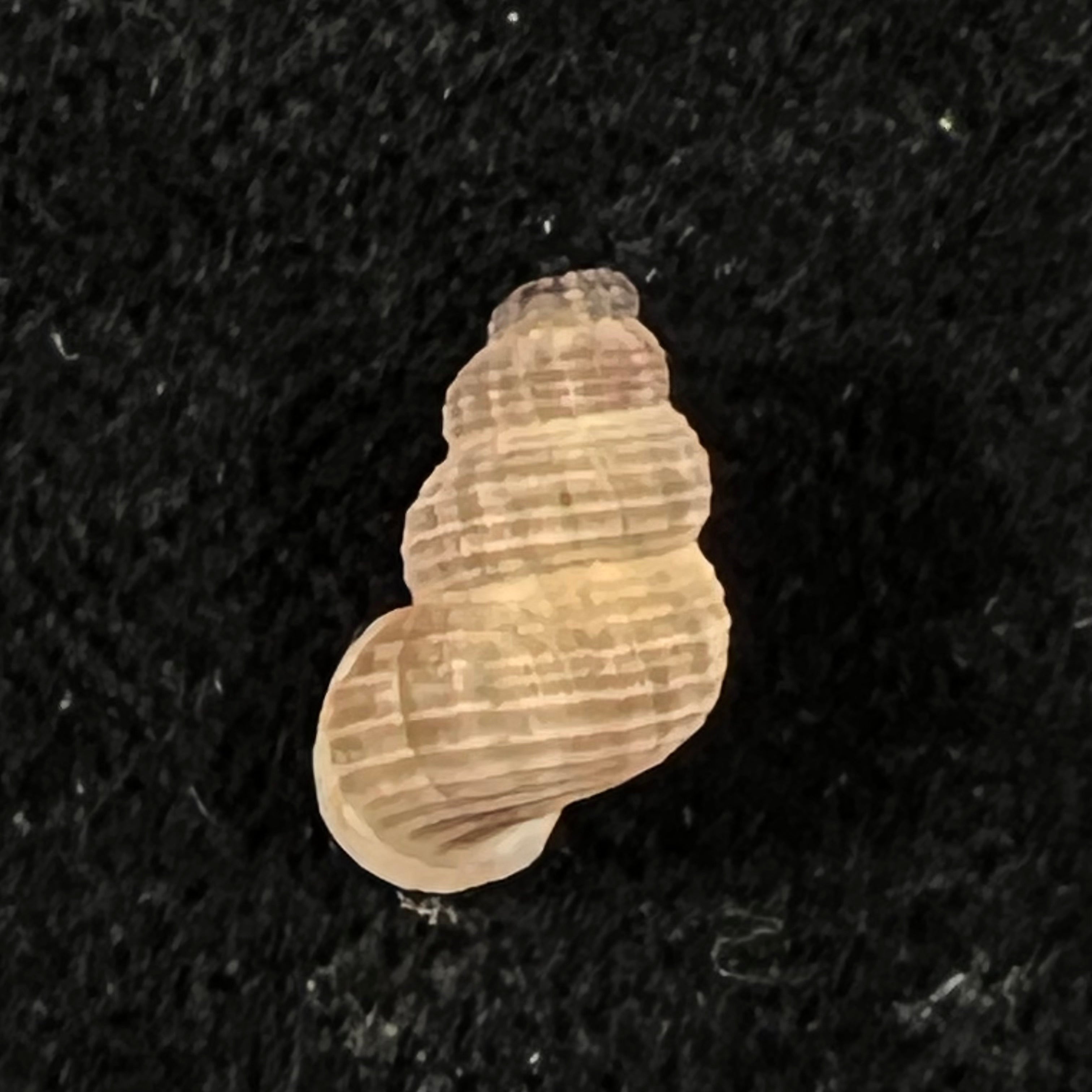 Tudora rupis H. B. Baker, 1924 - 11,2mm