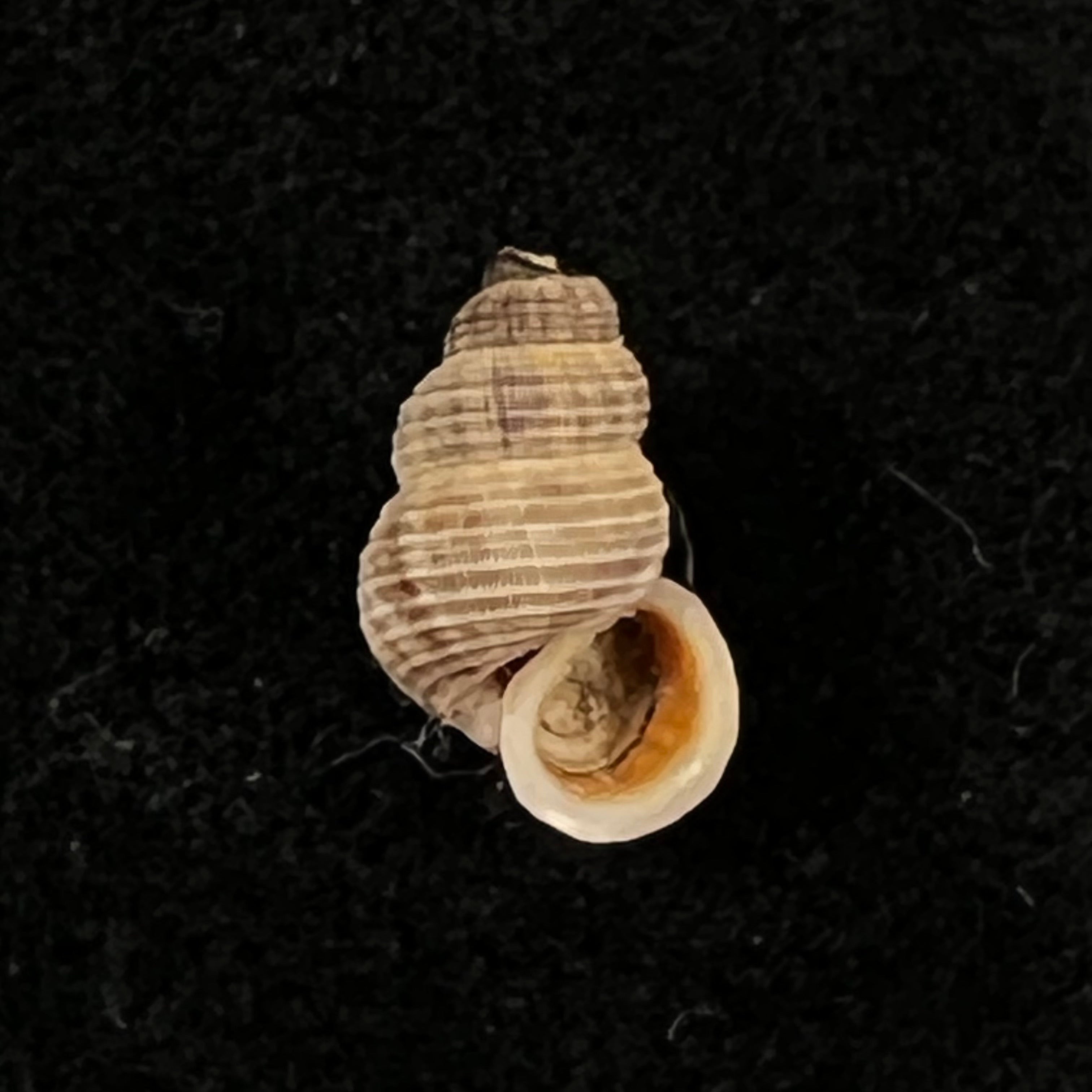 Tudora rupis H. B. Baker, 1924 - 11,2mm